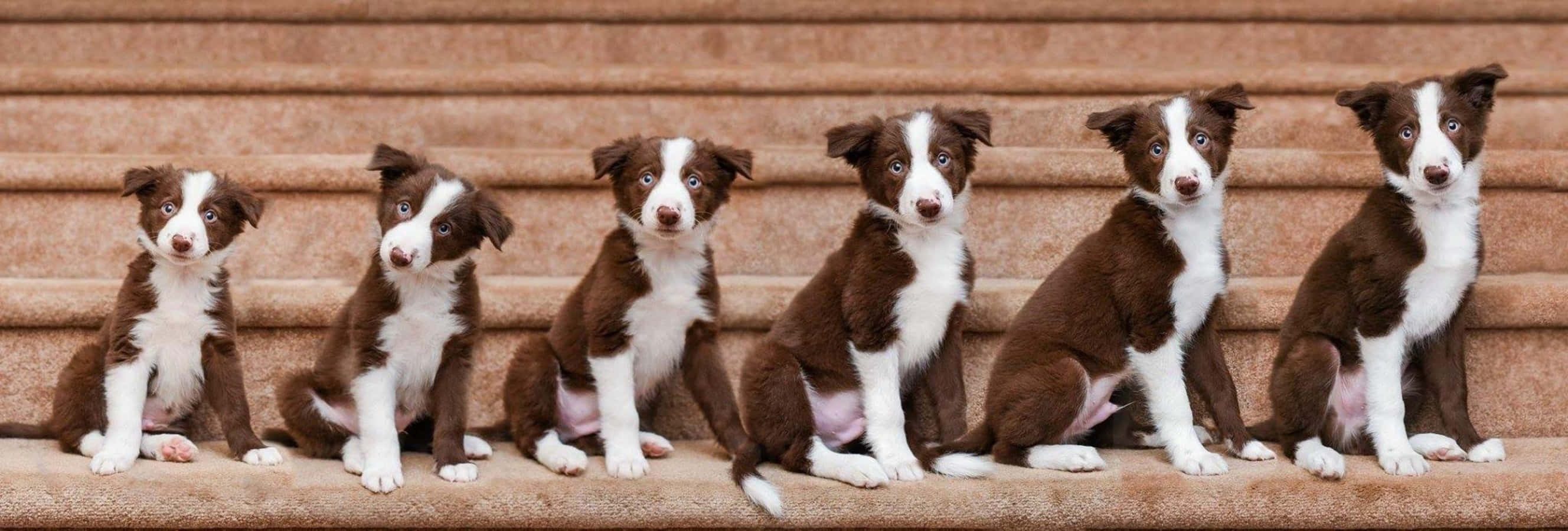 Picha ya Ukuaji wa Mbwa wa Border Collie Kila Wiki Picha ya Ukuta
