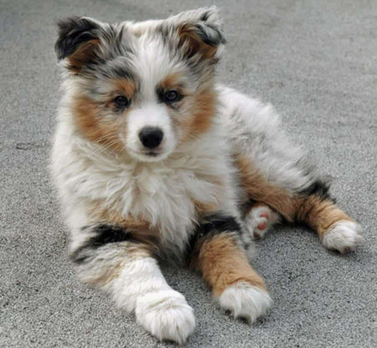 Picha ya Watoto wa Mbwa wa Australian Shepherd Wenye Furaha Picha ya Ukuta