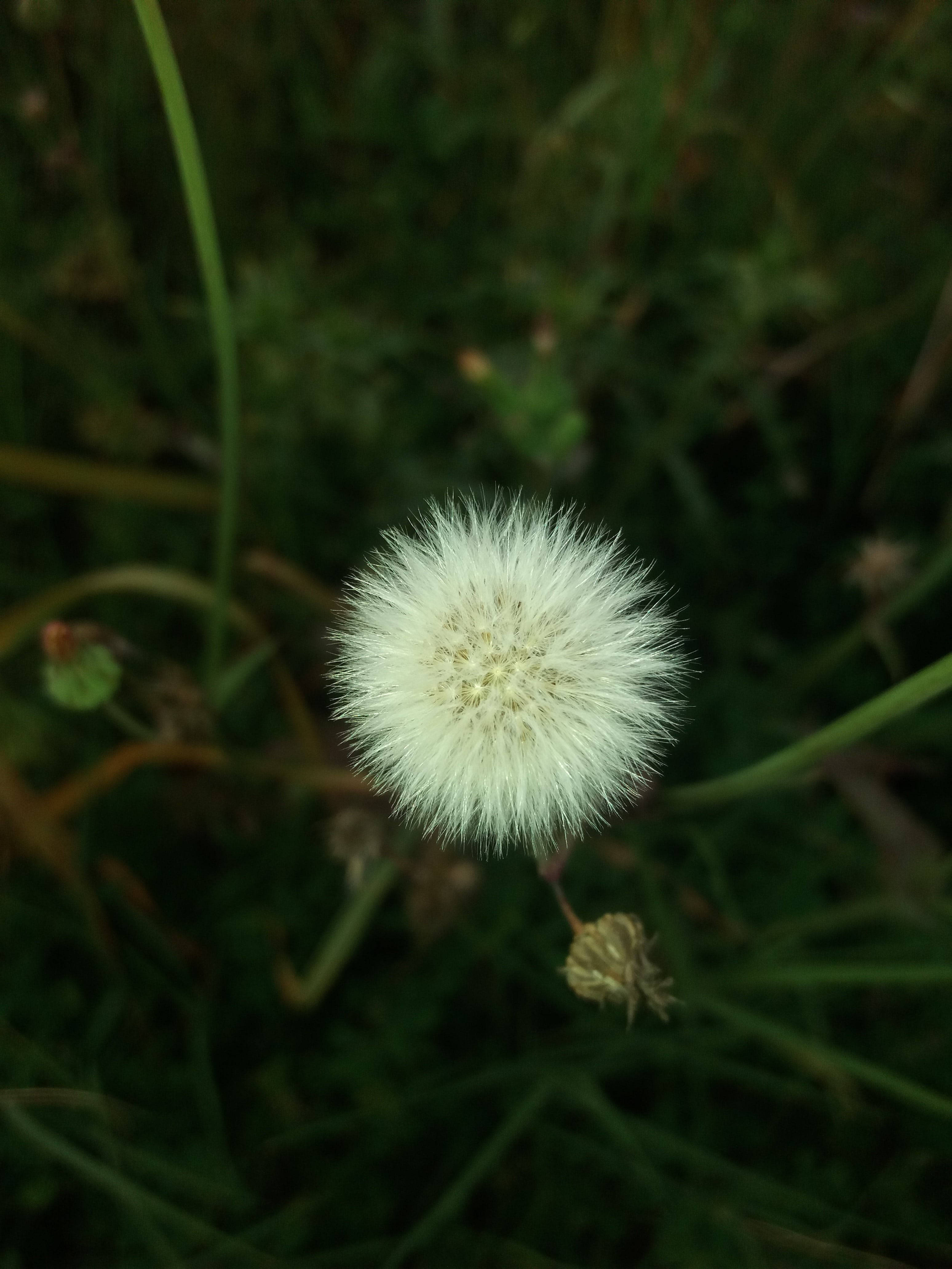 Picha ya WhatsApp ya Dandelions Picha ya Ukuta