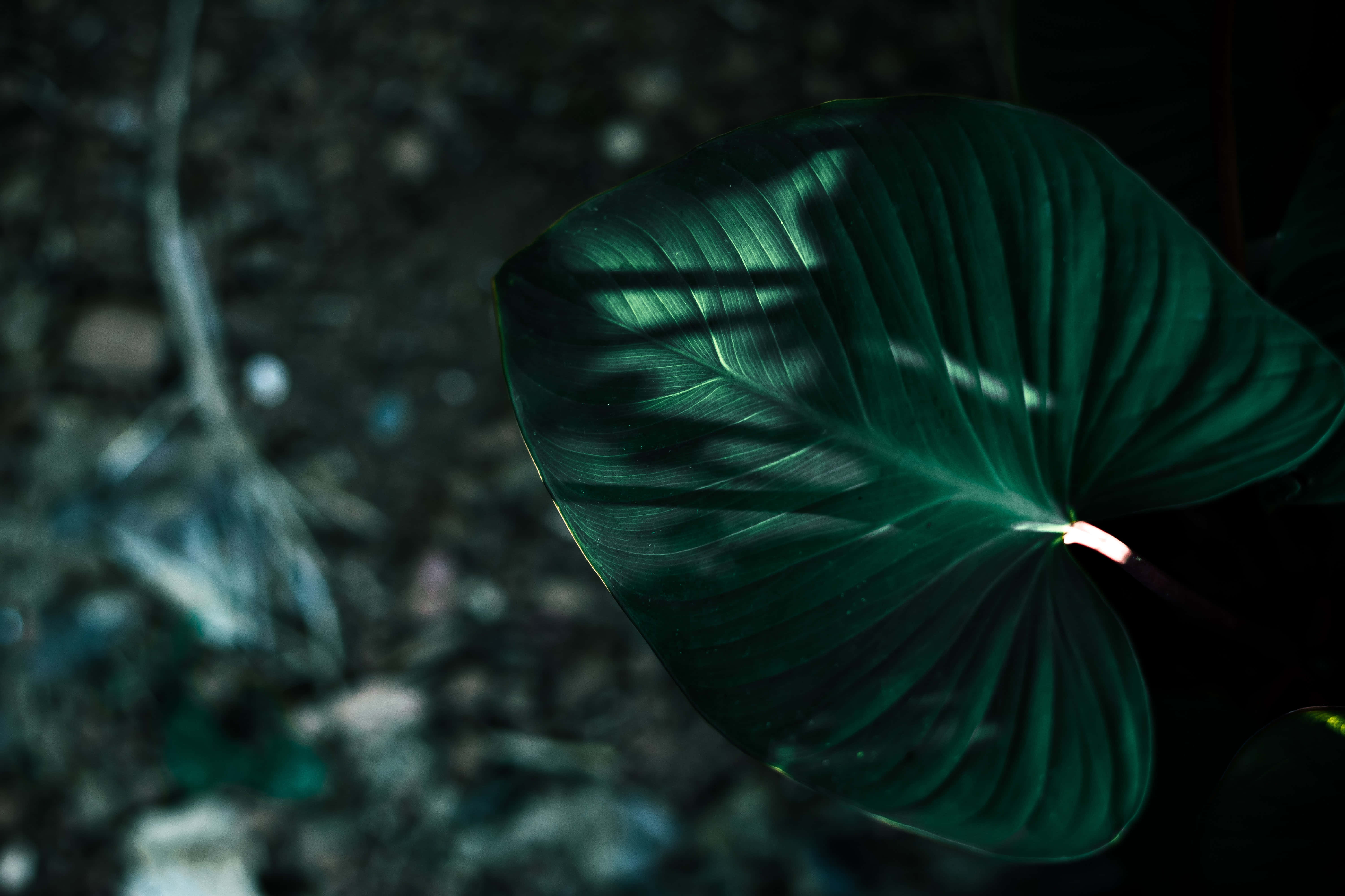 Picha za Aesthetic za Dark Green Picha ya Ukuta