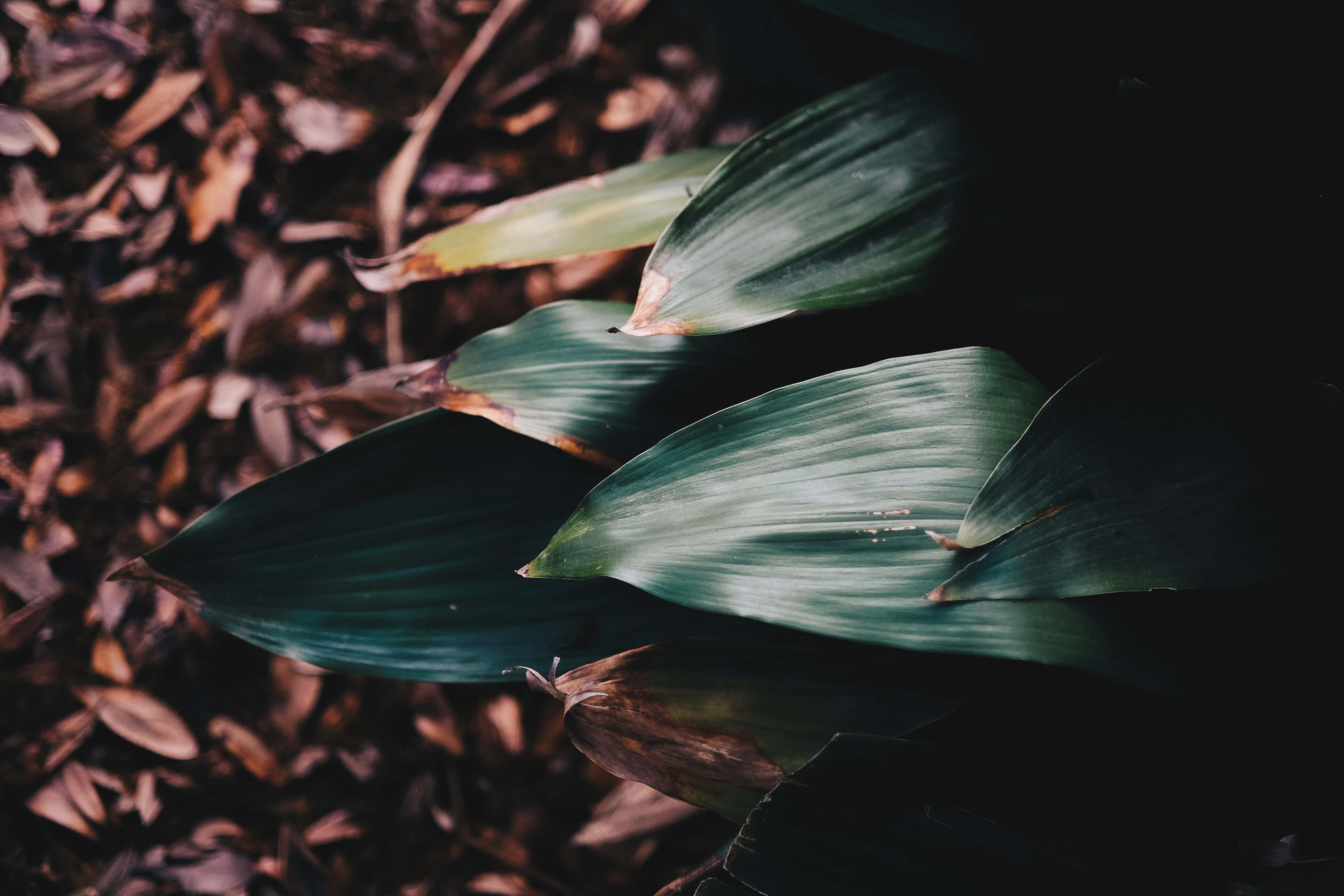 Picha za Aesthetic za Dark Green Picha ya Ukuta