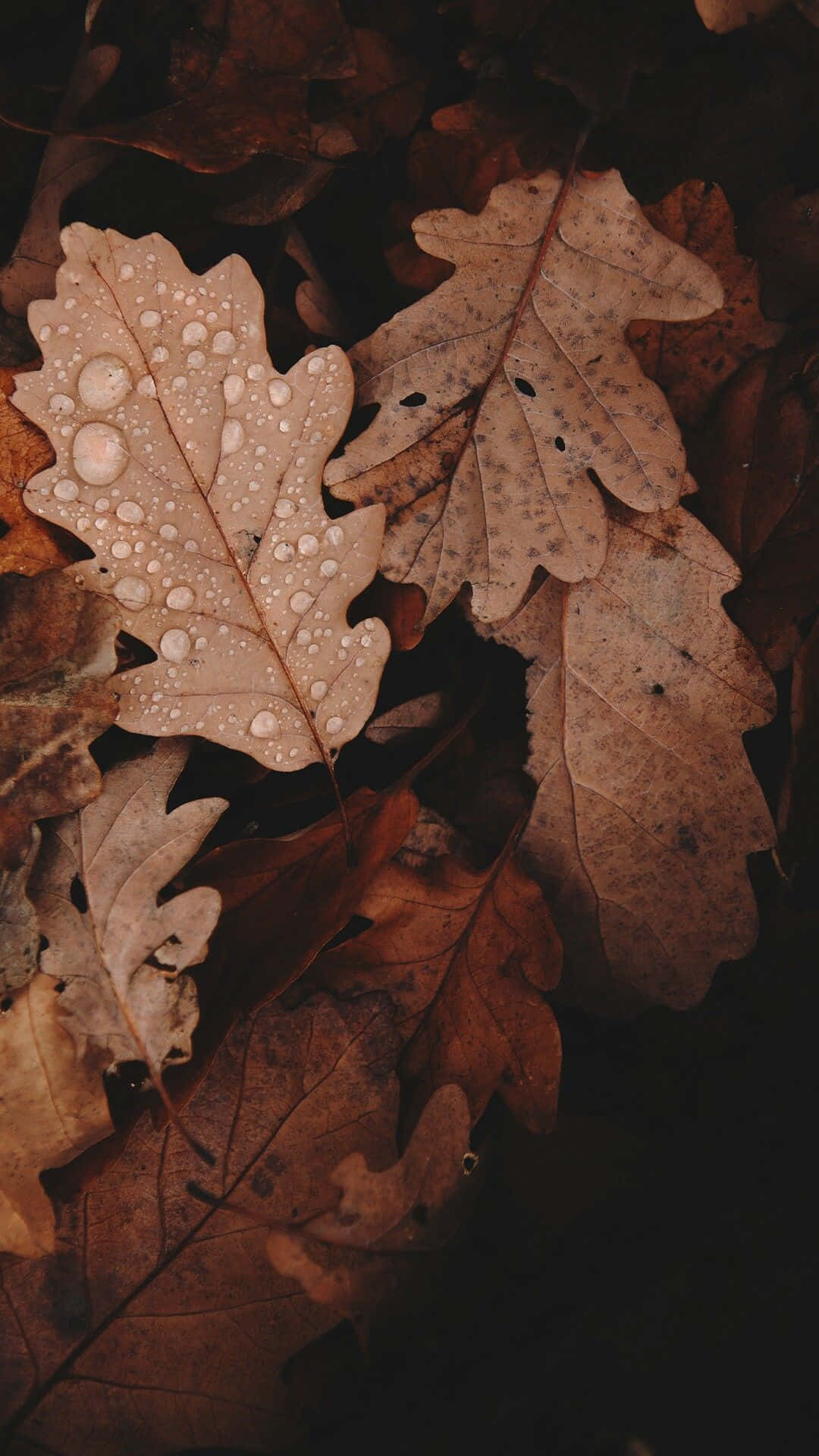 Picha za Aesthetic za Rangi ya Kahawia Nyepesi Picha ya Ukuta