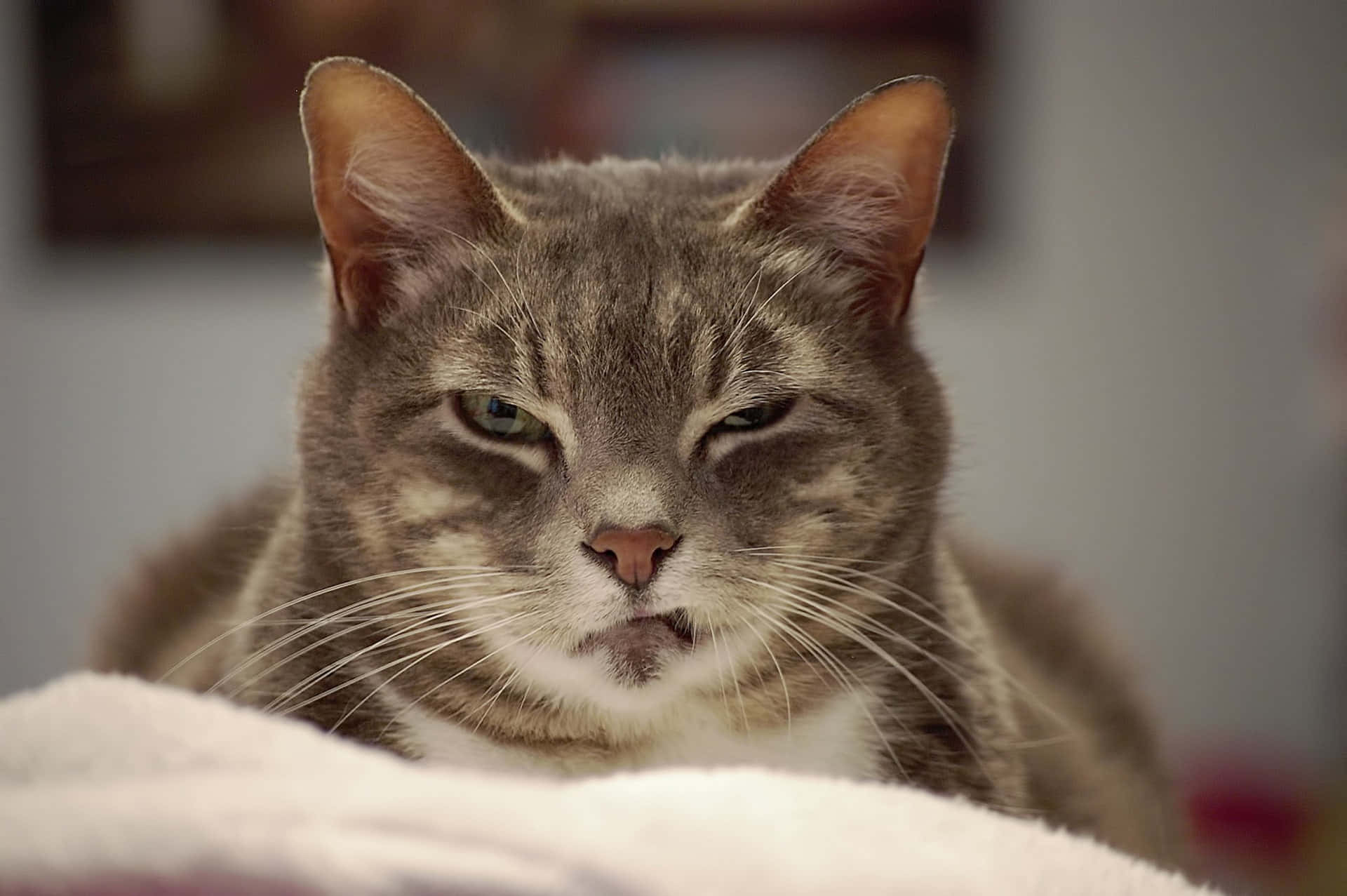 Picha za Grumpy Cat Picha ya Ukuta