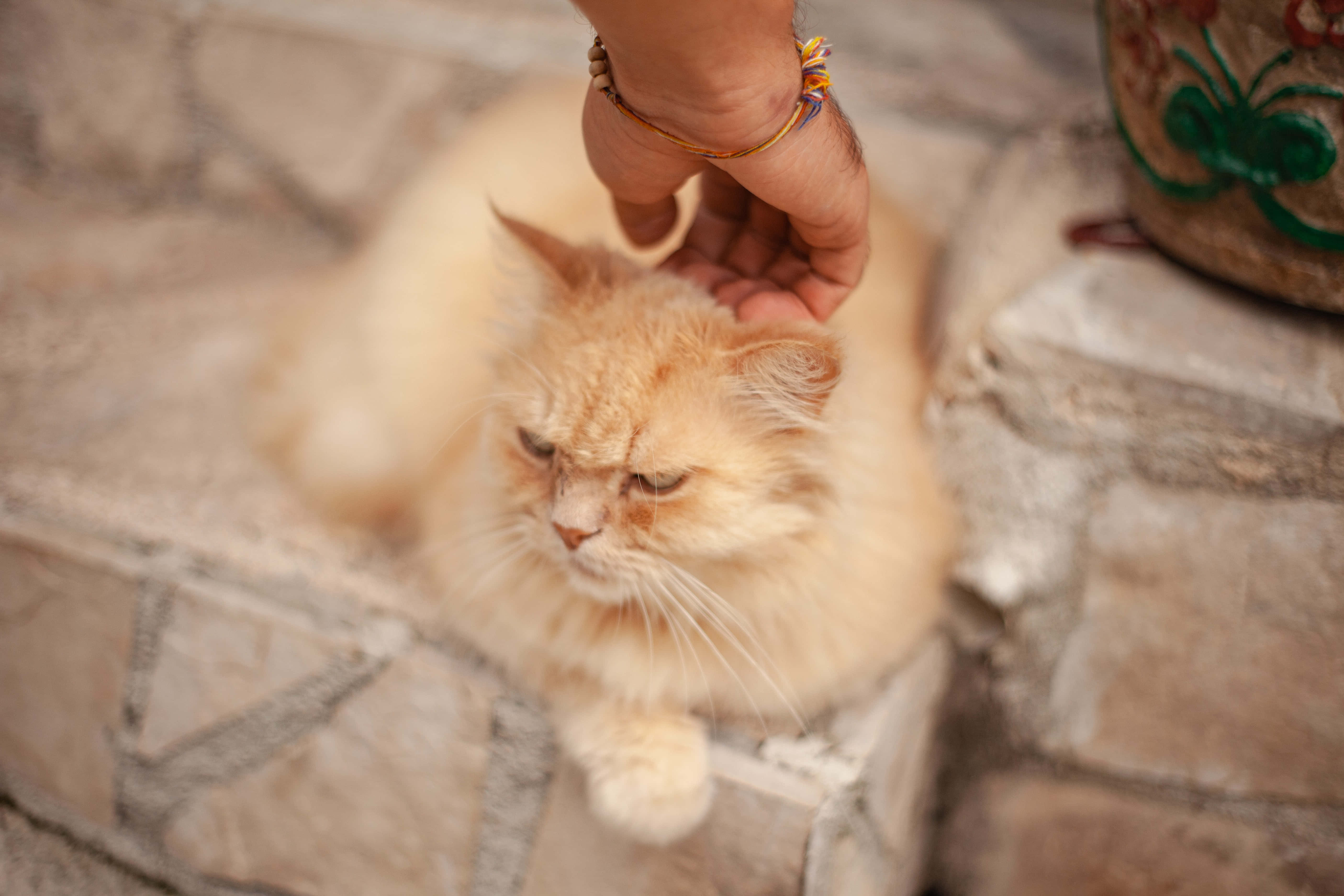 Picha za Grumpy Cat Picha ya Ukuta
