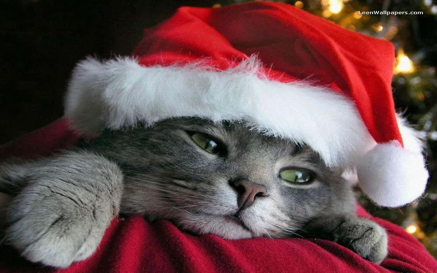 Picha za Krismasi za kupendeza Picha ya Ukuta