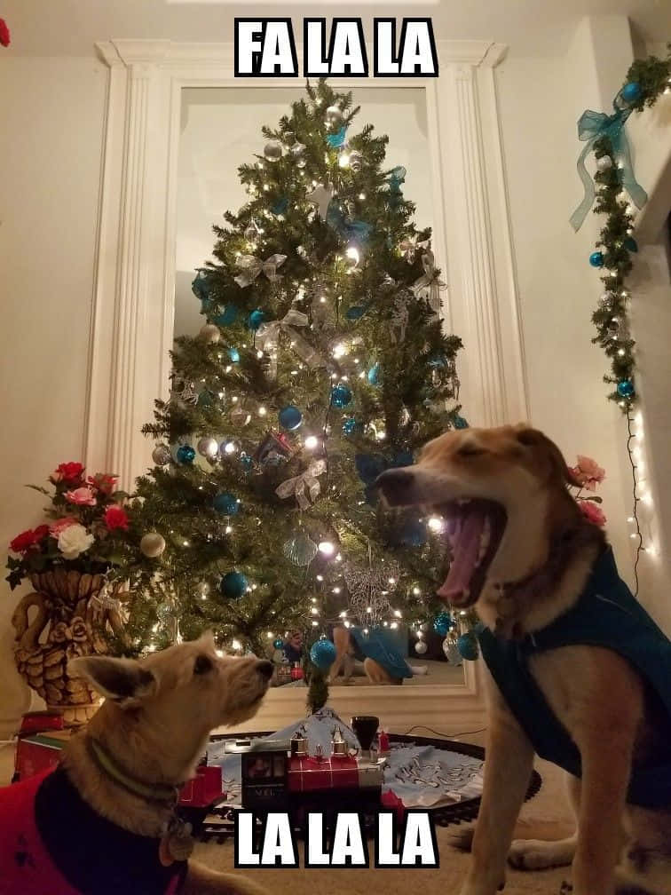 Picha za Krismasi za kuchekesha Picha ya Ukuta