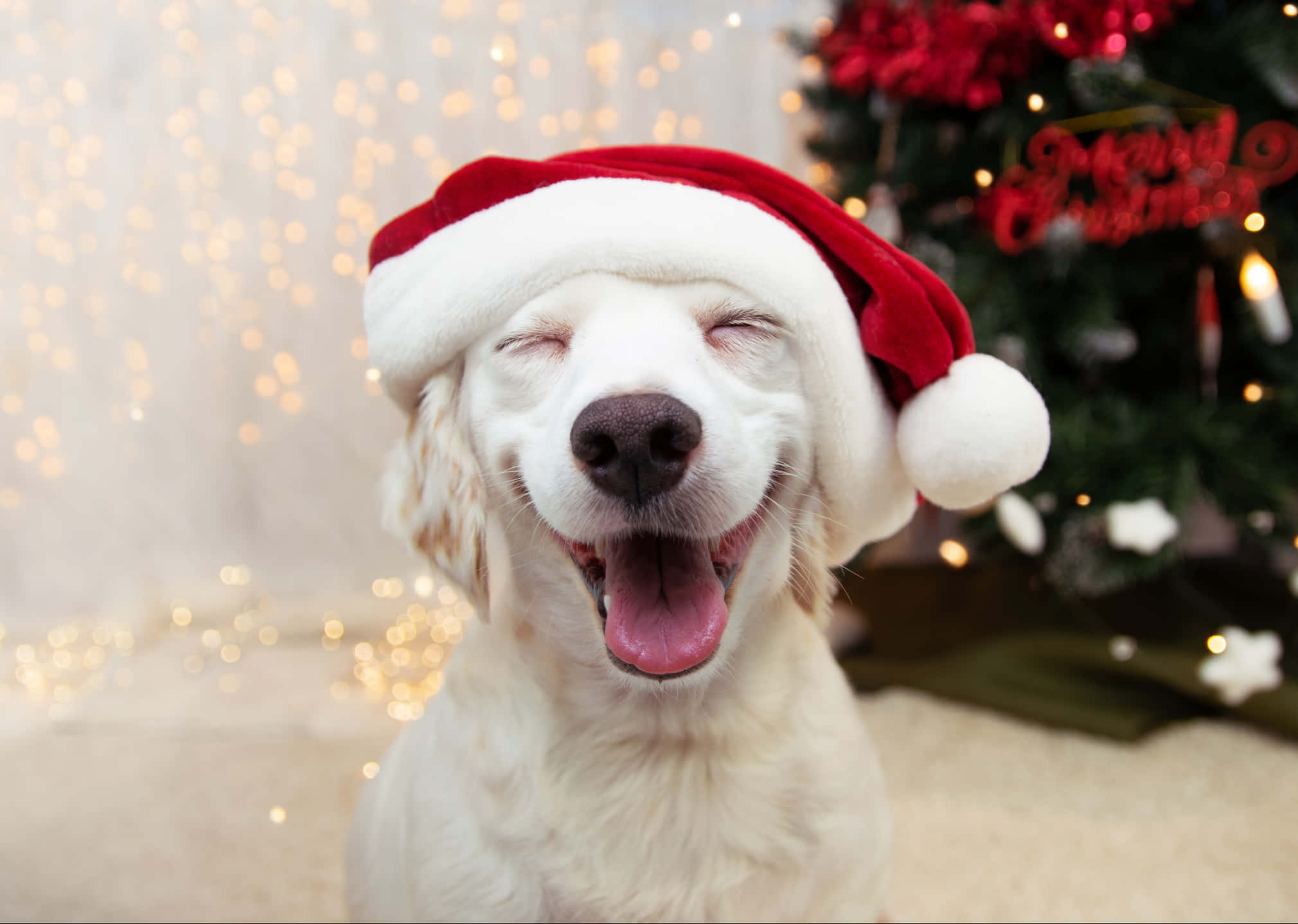 Picha za Krismasi za kuchekesha Picha ya Ukuta