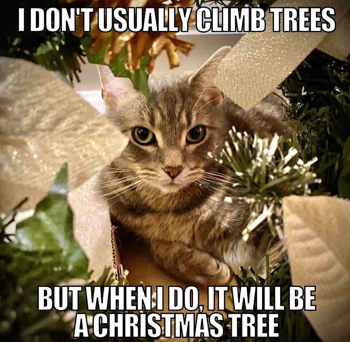 Picha za Krismasi za kuchekesha Picha ya Ukuta
