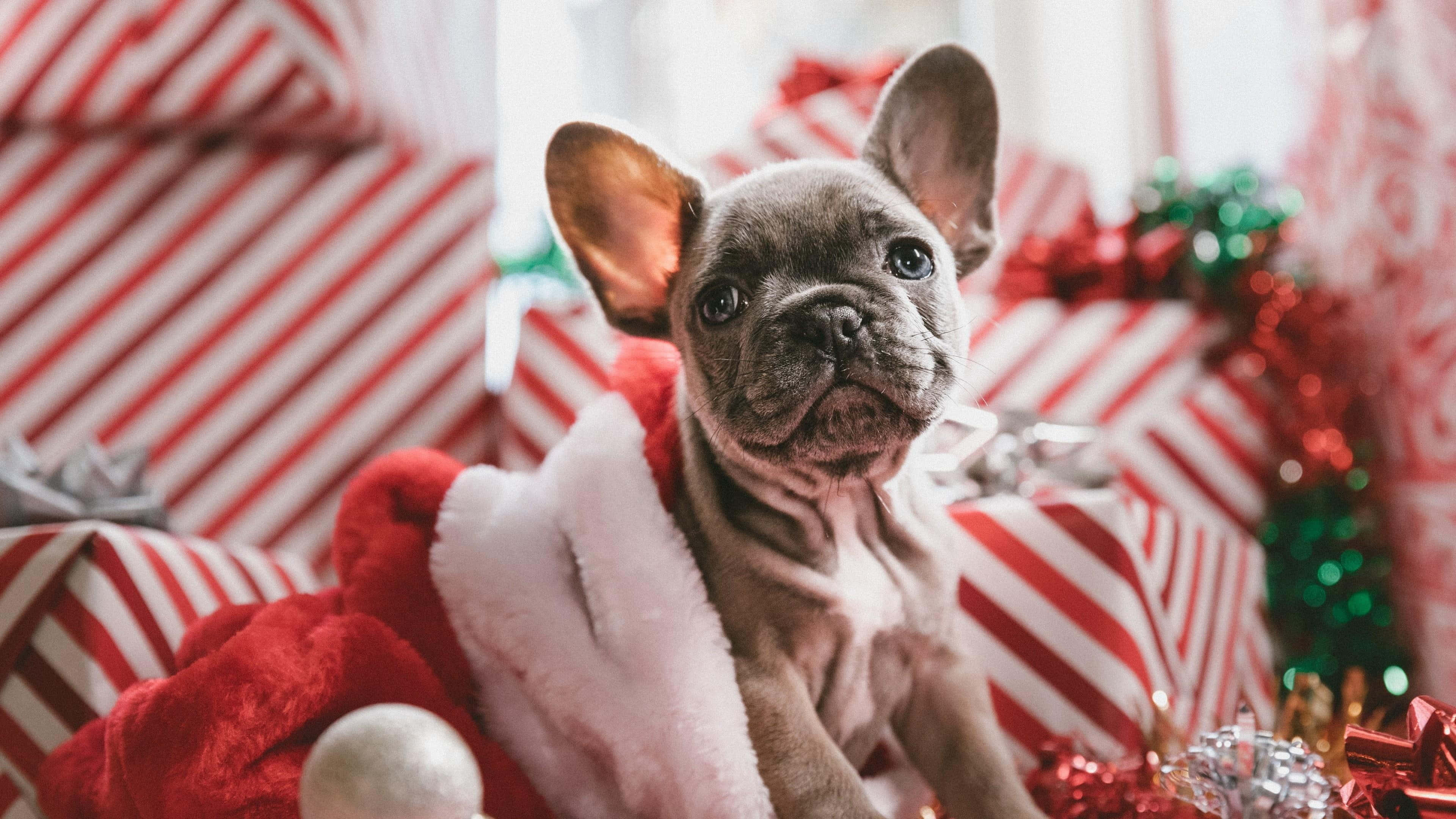Picha za Krismasi za Kupendeza na za Kisanii Picha ya Ukuta