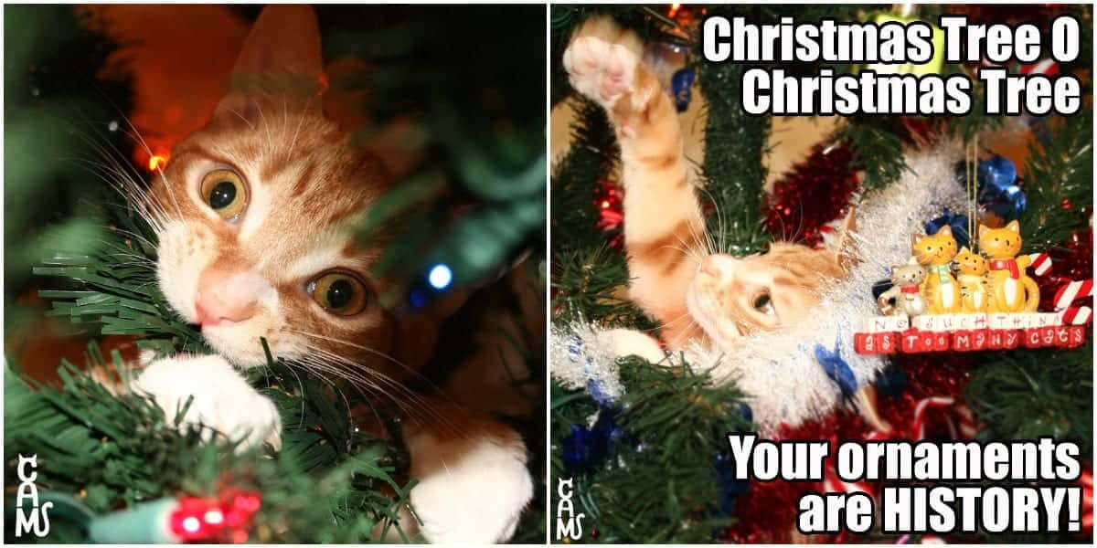 Picha za Krismasi za Kuvutia Picha ya Ukuta