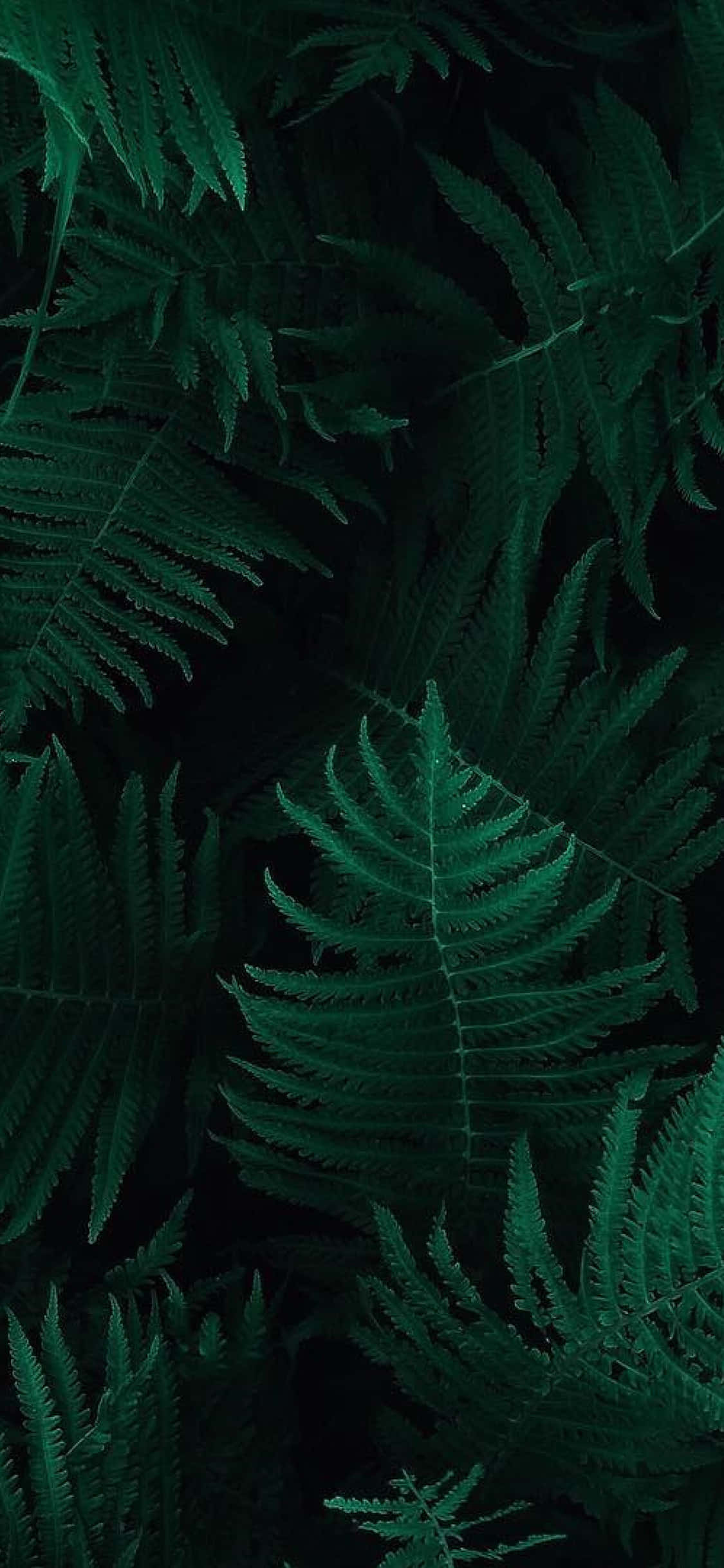 picha za majani ya fern - picha za mandhari kwa iPhone Picha ya Ukuta