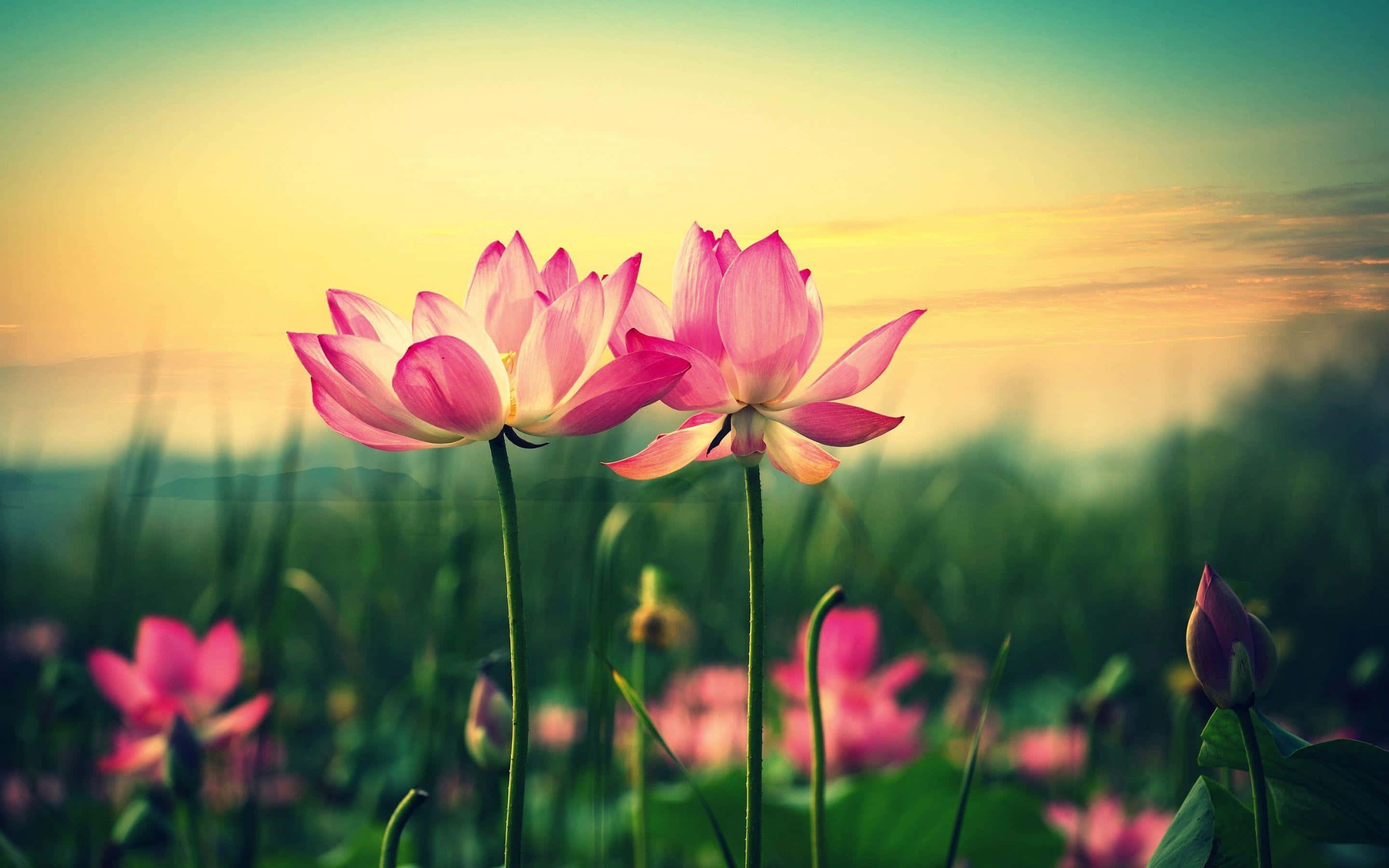 Picha za Maua ya Lotus Picha ya Ukuta