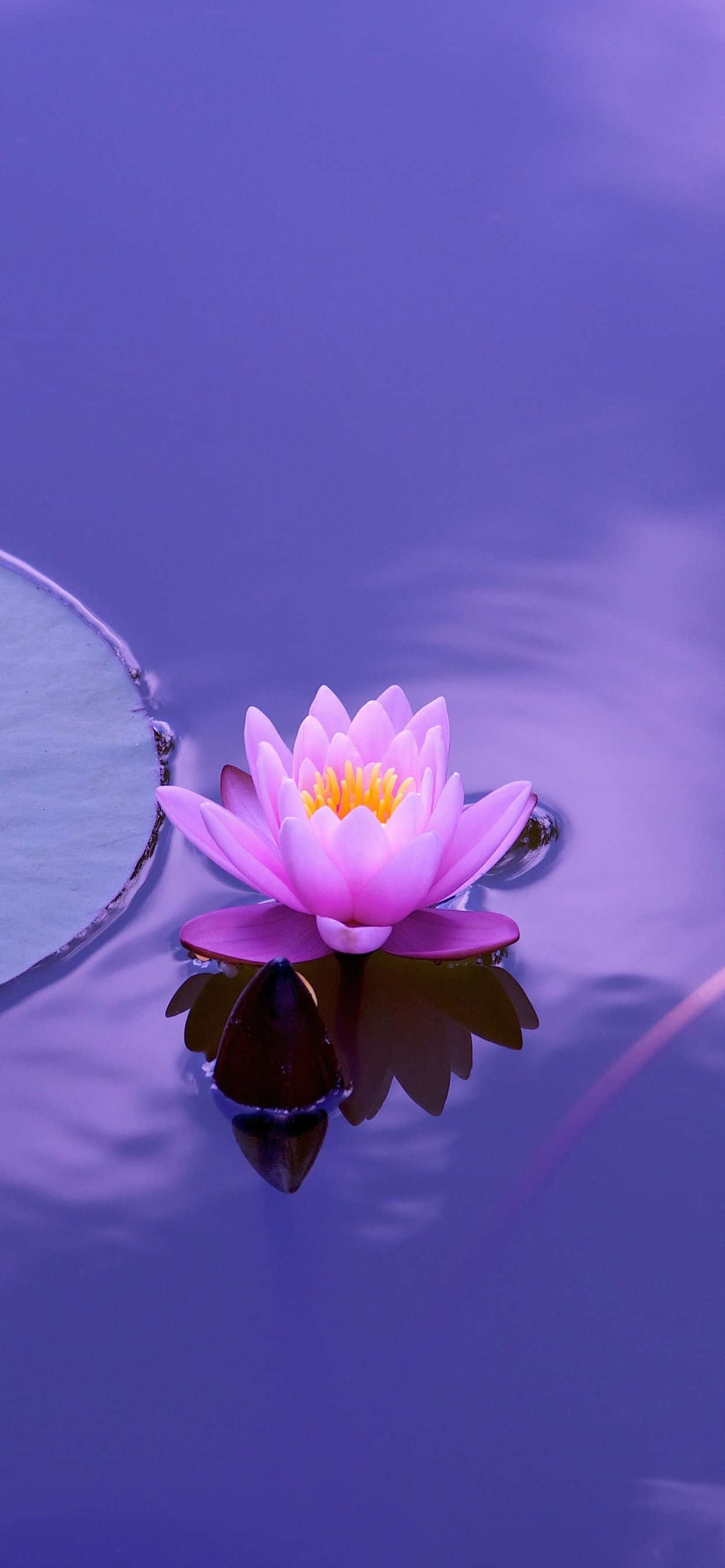 Picha za Maua ya Lotus Picha ya Ukuta