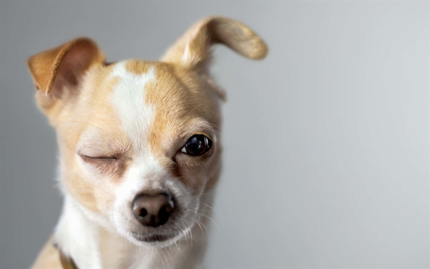 Picha za Mbwa Chihuahua Anayekonyesha Jicho Picha ya Ukuta
