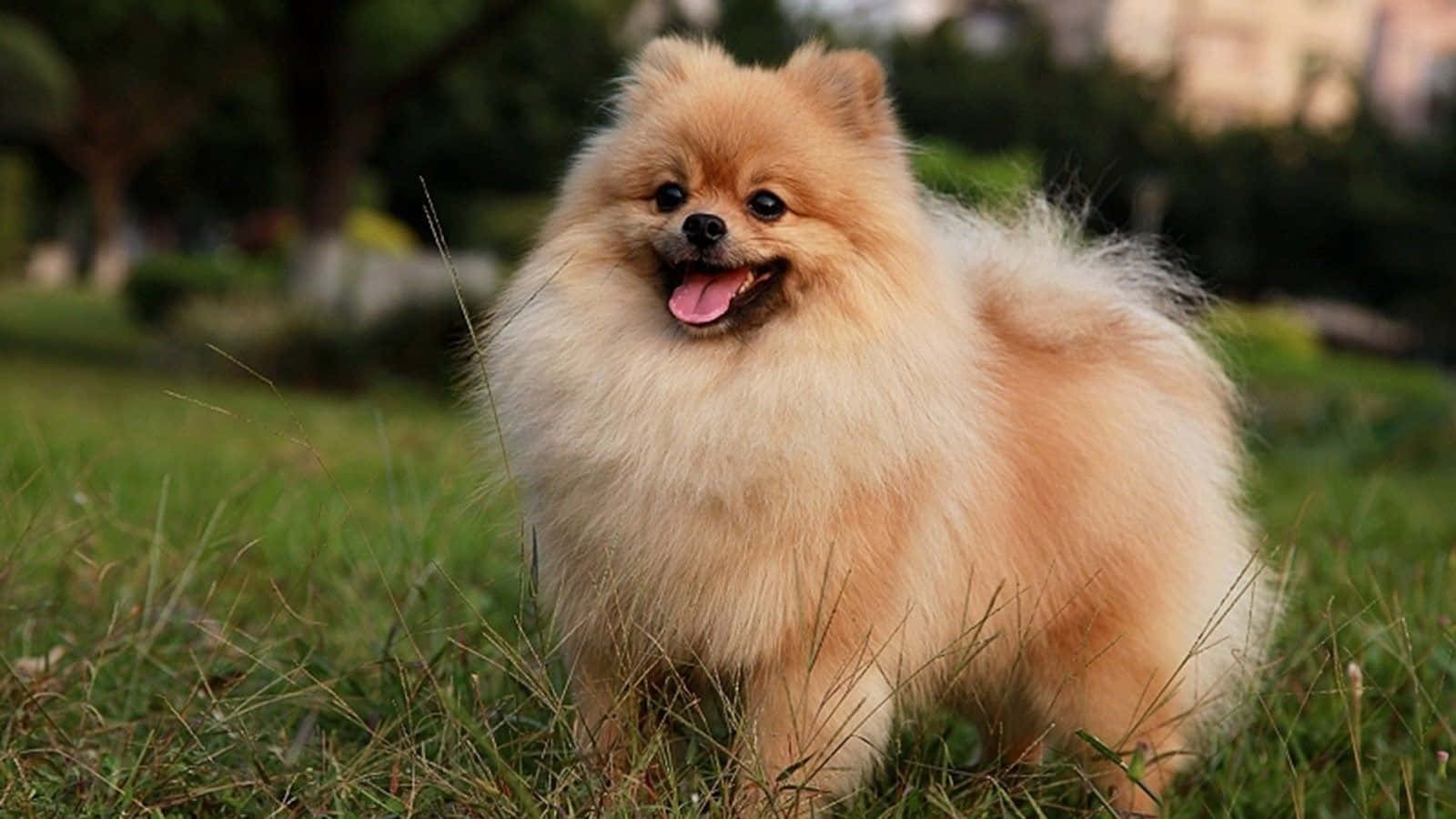Picha za Mbwa wa Pomeranian Anayecheza Picha ya Ukuta