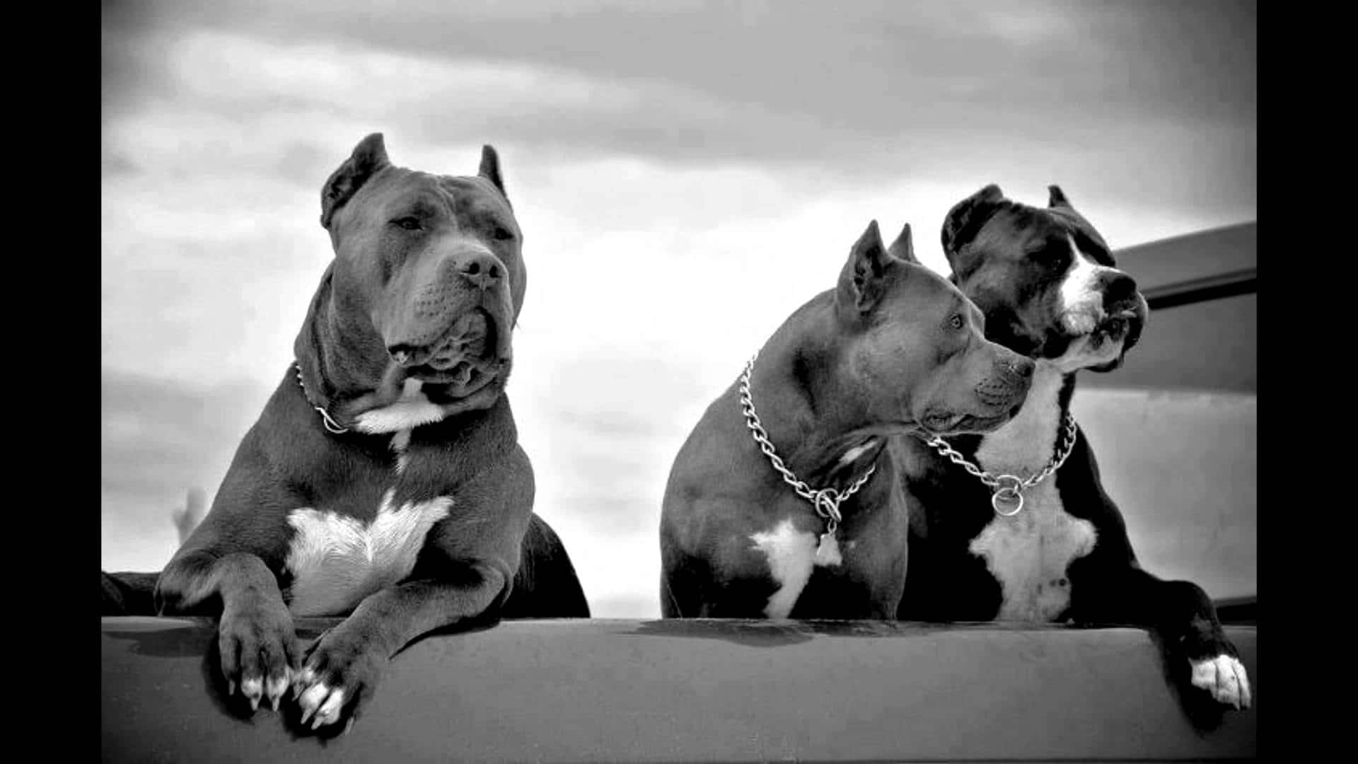 Picha za Mbwa Watatu wa Pitbull Picha ya Ukuta