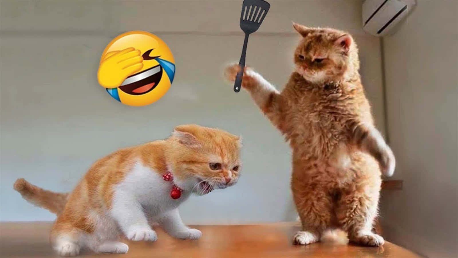 Picha za Meme za Paka za Kupigana na Emoji Picha ya Ukuta