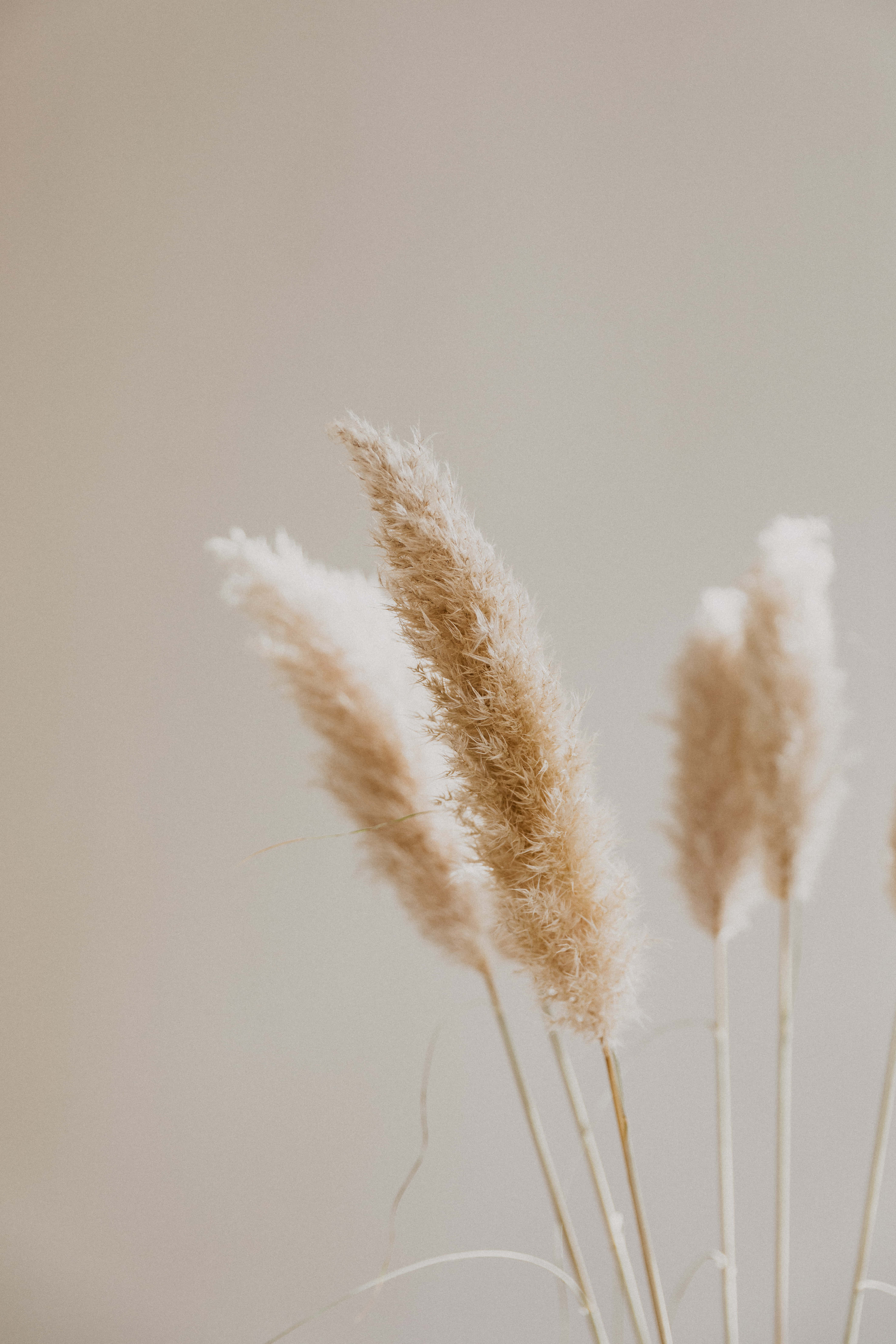 Picha za Pampas Grass za Kuvutia Picha ya Ukuta