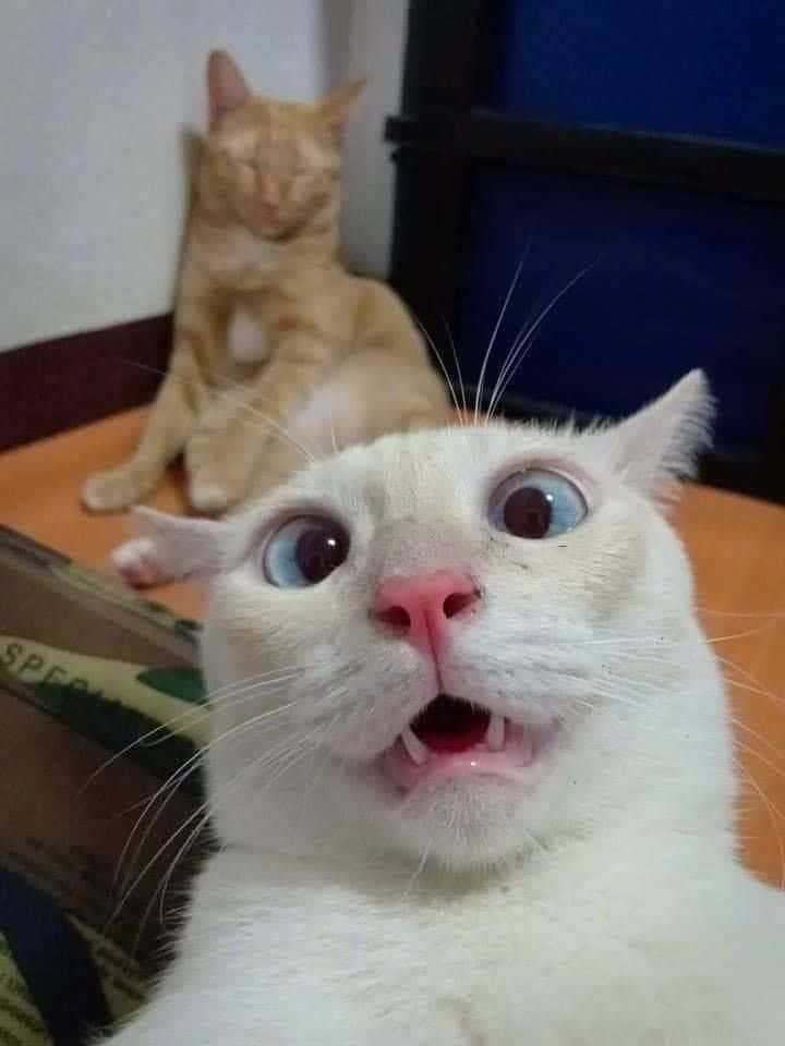 Picha za Selfie za Paka Mrembo na Mcheshi Mwenye Sula la Ushangaa Picha ya Ukuta