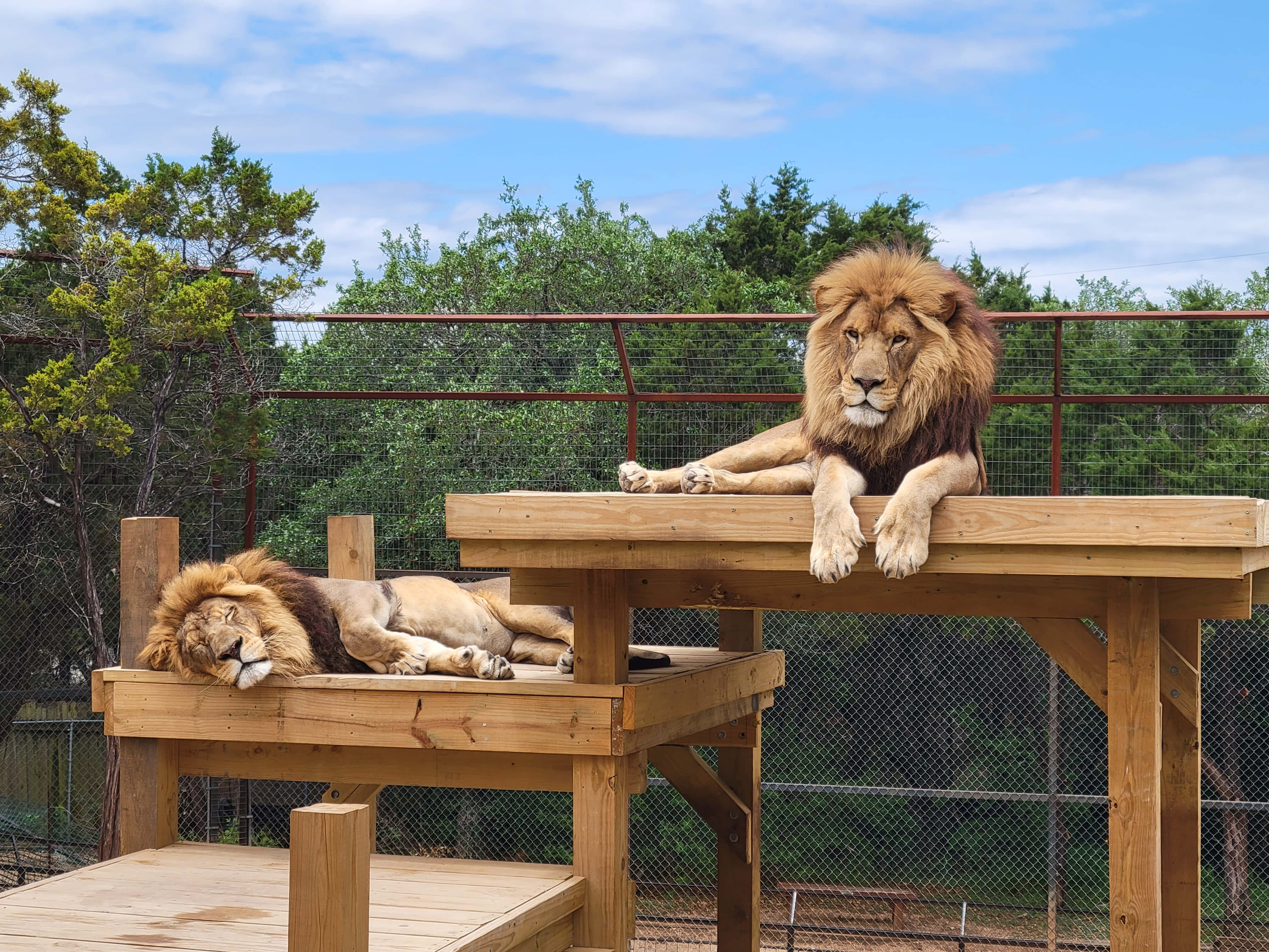 Picha za Wanyama wa Zoo Simba Wawili Wafalme Picha ya Ukuta