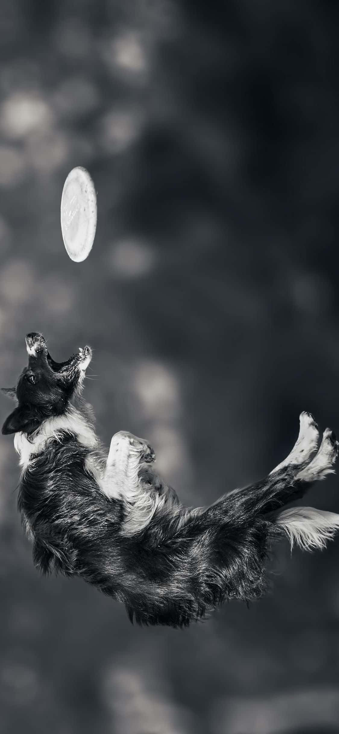 Piga na wafuasi wako na Frisbee hii ya iPhone Xs Picha ya Ukuta