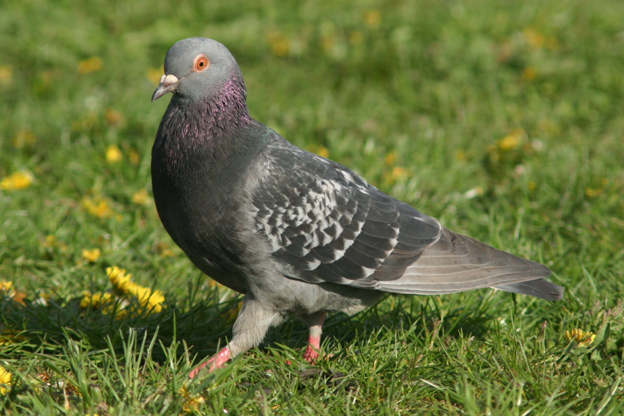 Pigeon Anayefuka Katika Sama ya Bluu Picha ya Ukuta