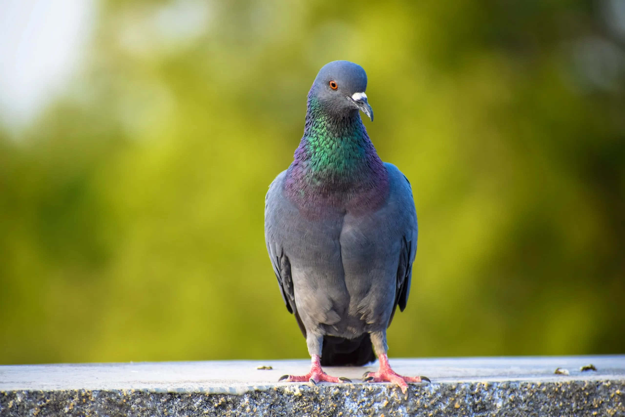 Pigeon Rafiki Picha ya Ukuta
