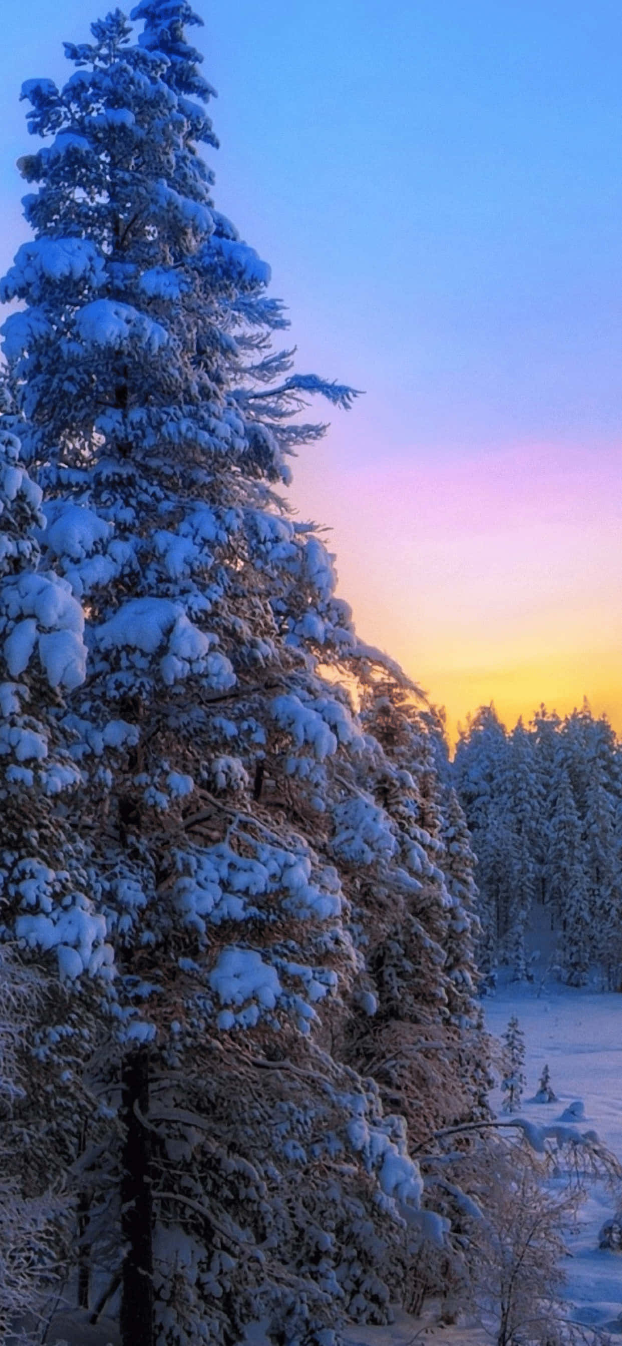 Pine Tree With Snow iPhone XS Max Winter Background Picha ya Ukuta