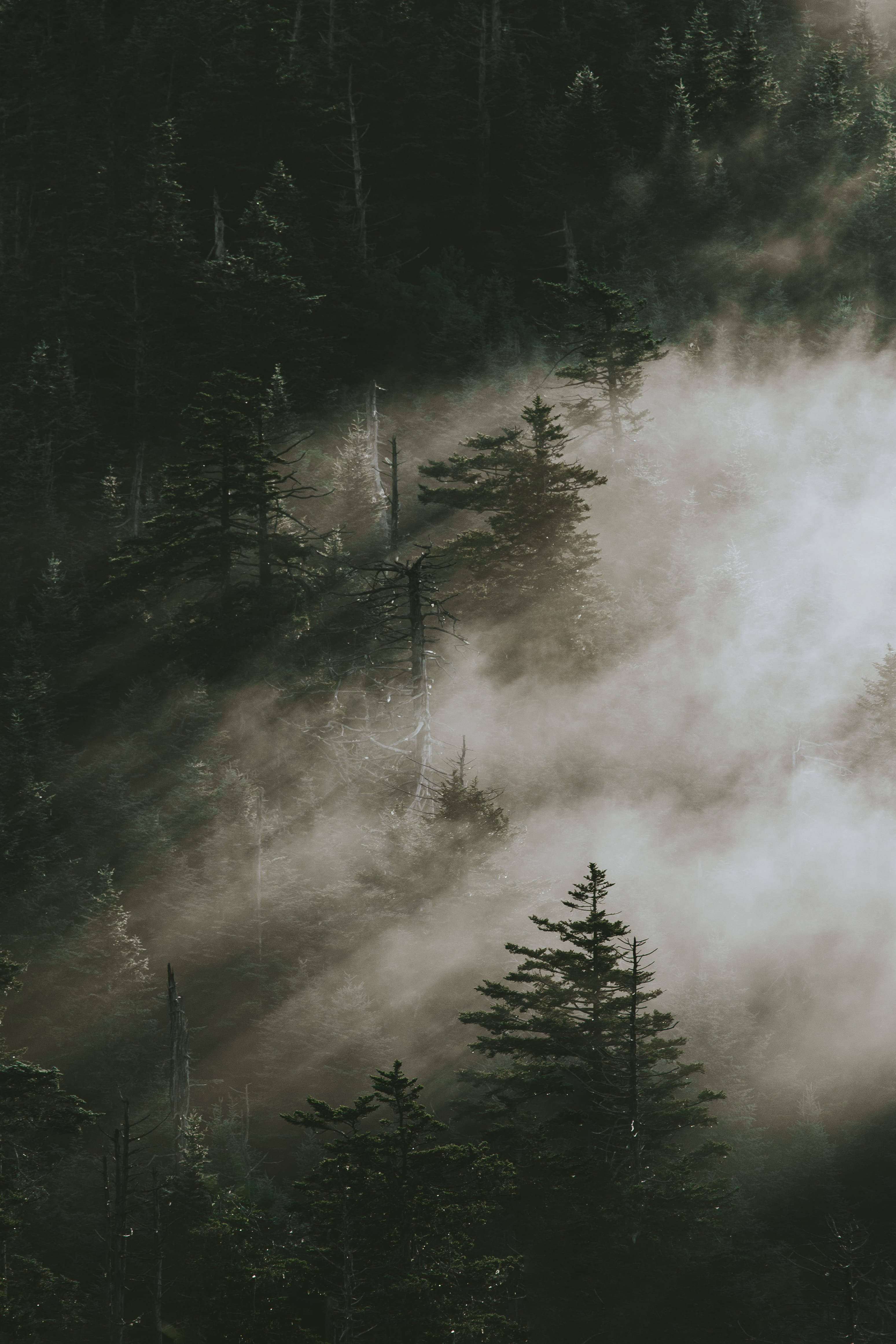 Pine Trees In Smoky Mountains Picha ya Ukuta