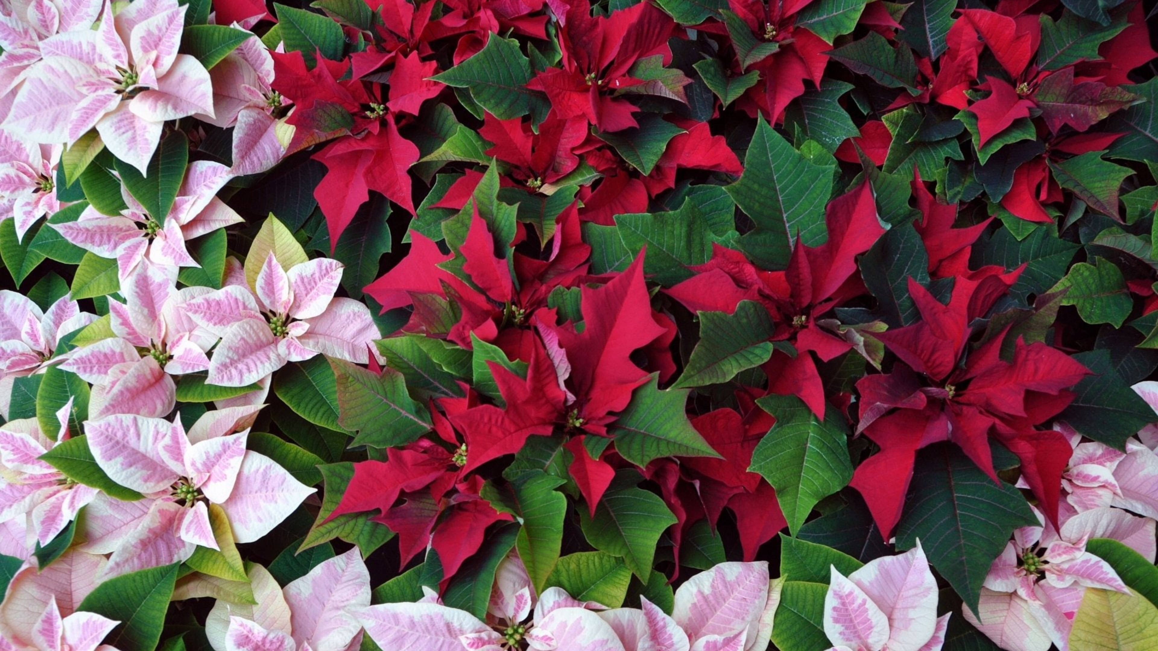Pink And Red Poinsettias Picha ya Ukuta