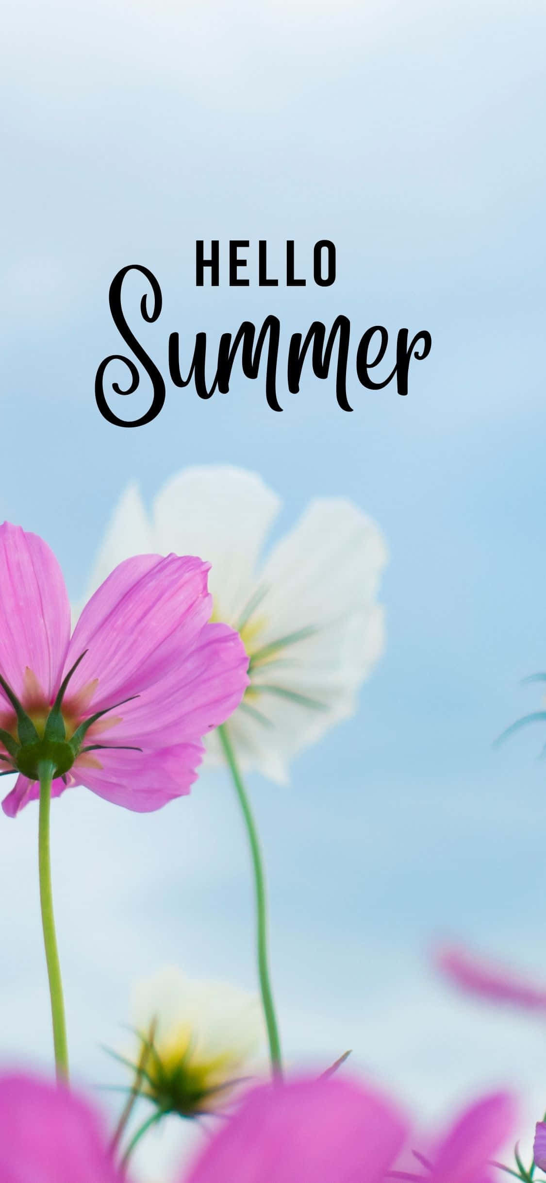 Pink And White Flowers iPhone X Summer Background Picha ya Ukuta