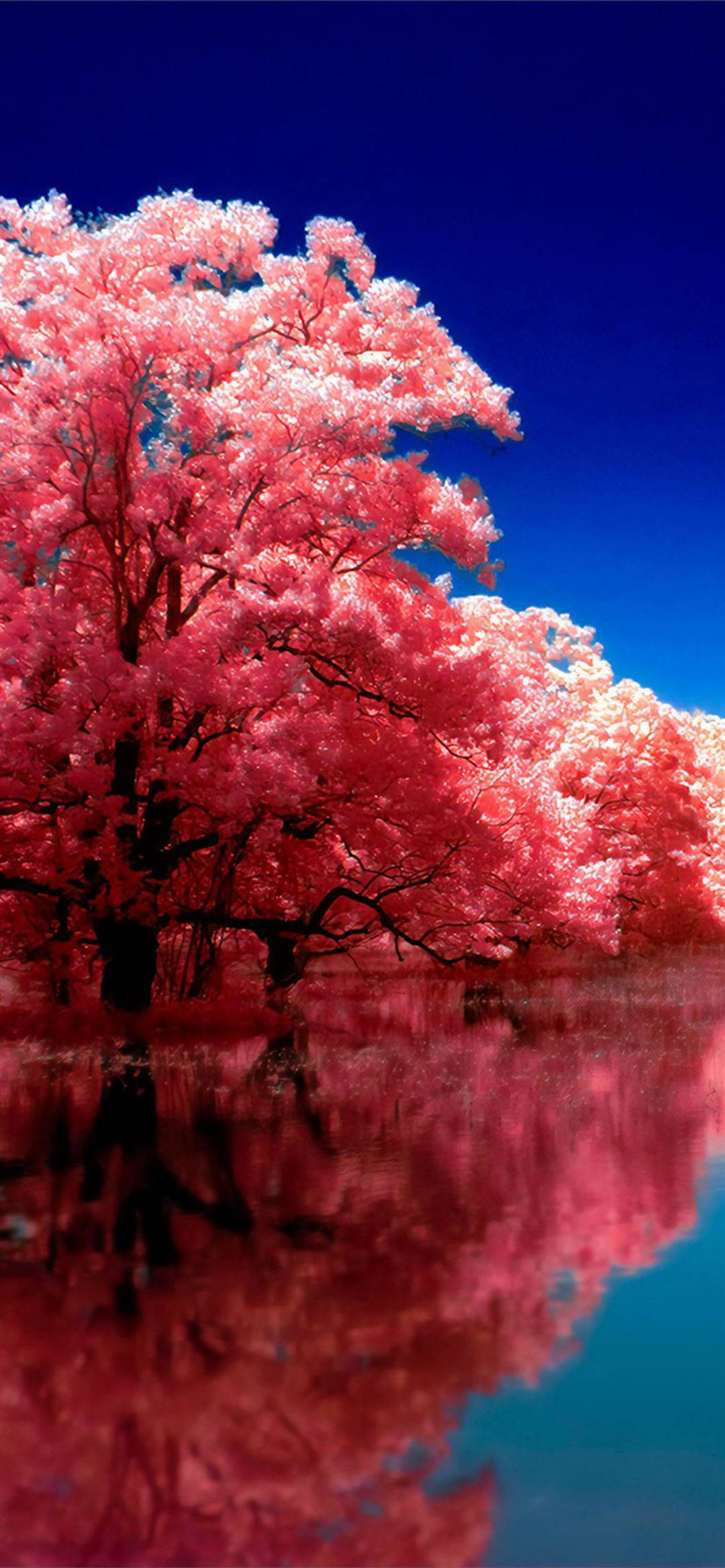 Pink Cherry Blossoms Reflection ya Autumn kwa iPhone Picha ya Ukuta