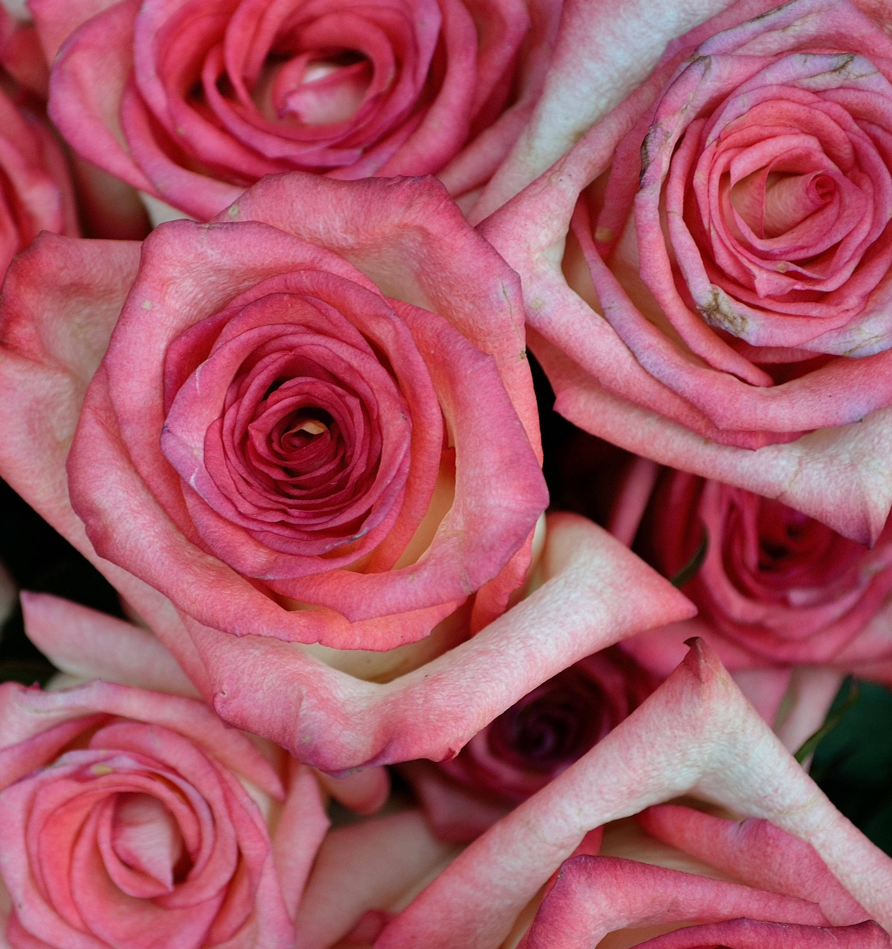 Pink Color Roses Close Up Picha ya Ukuta