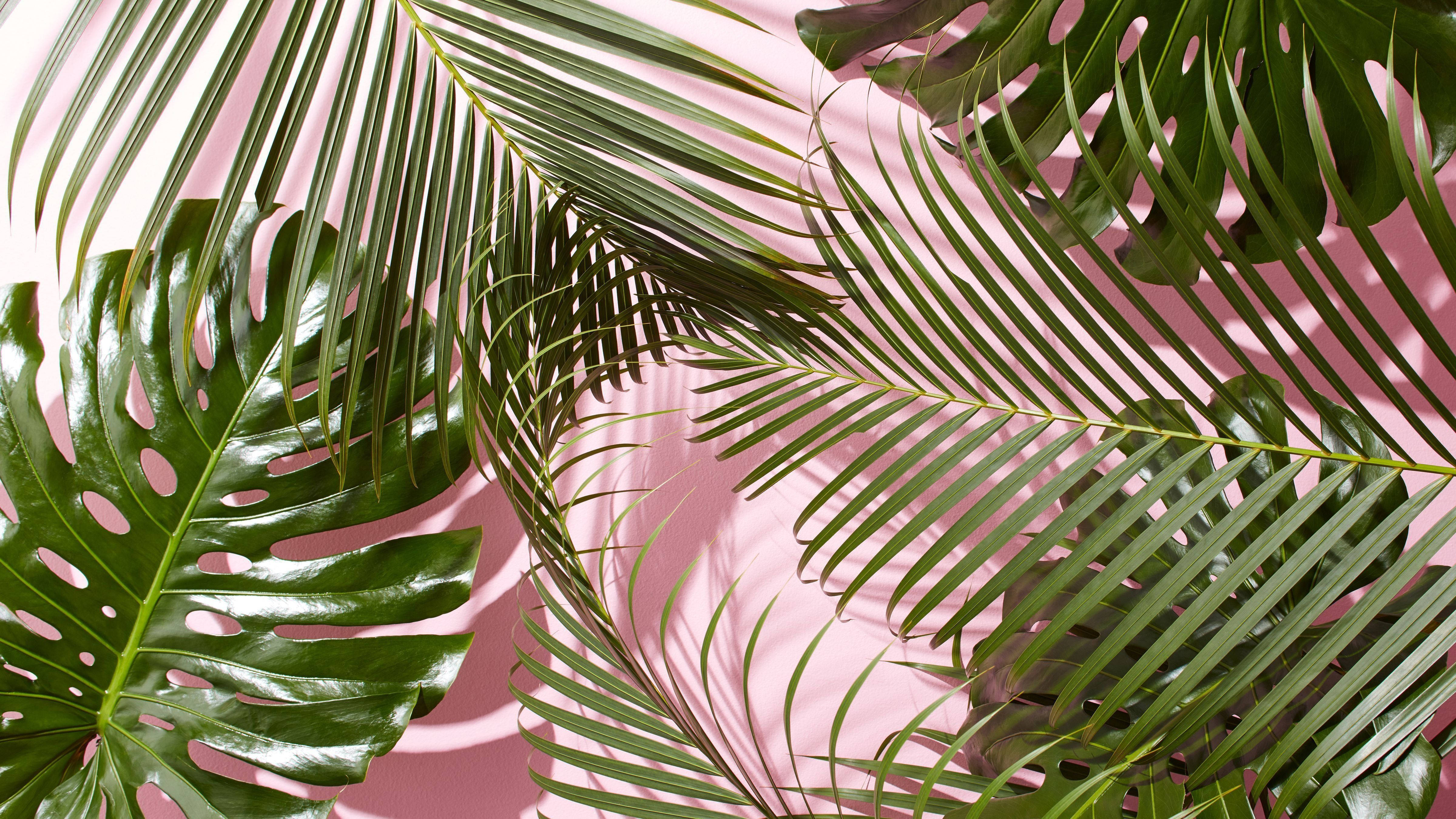 Pink Majani ya Mitende ya Mandhari ya Majira ya Joto Picha ya Ukuta