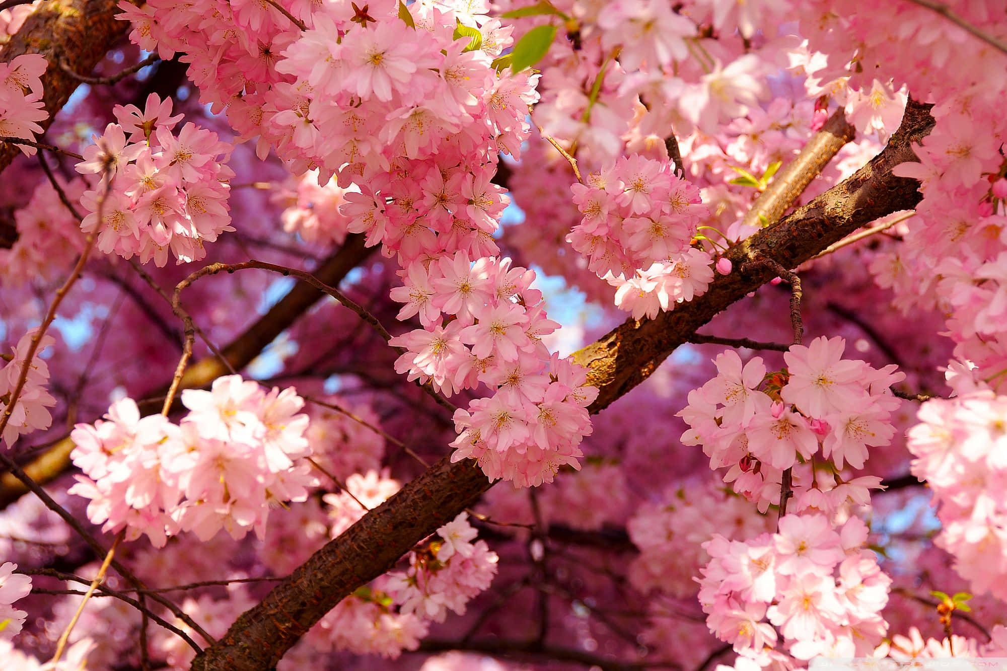 Pink Ni Mtindo Picha ya Ukuta