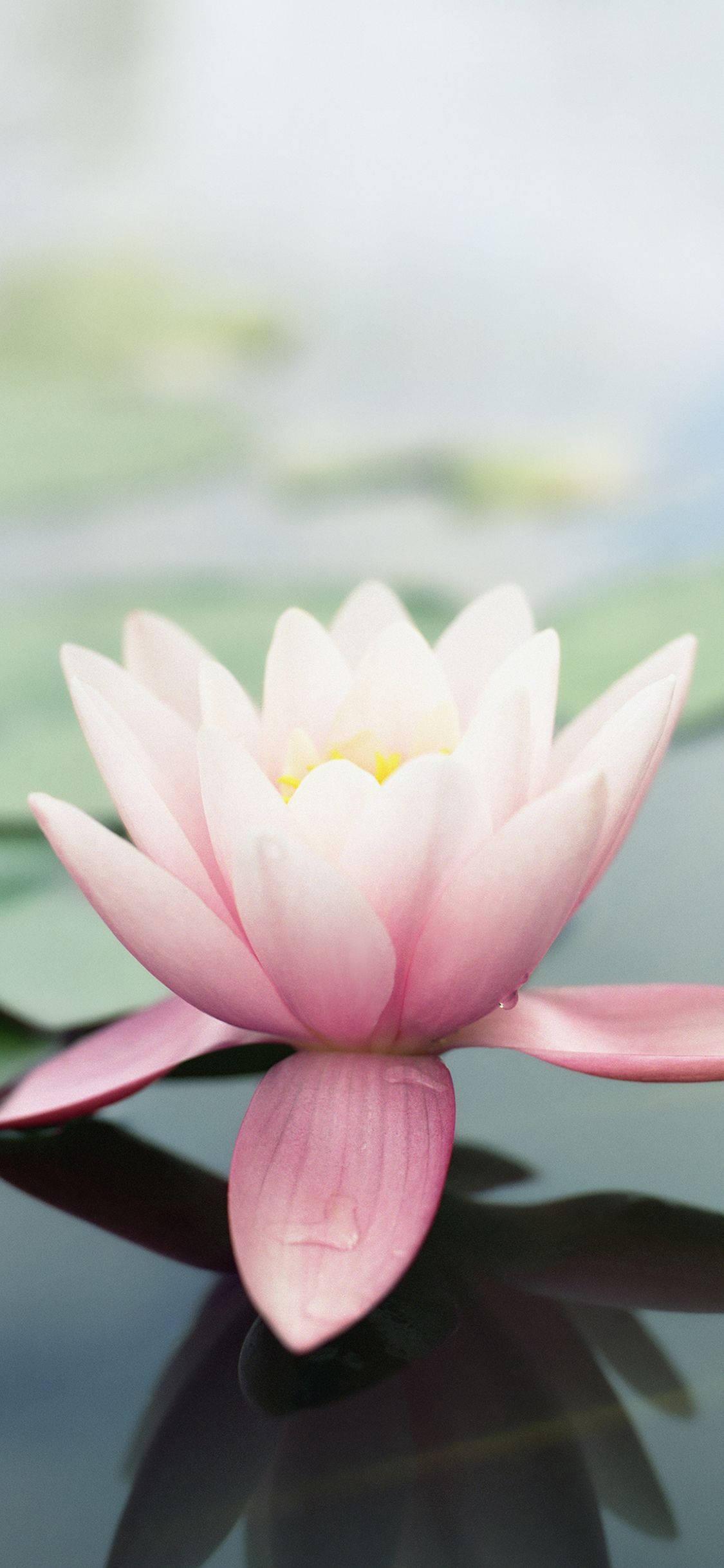 Pink Original Lotus Apple Flower Picha ya Ukuta