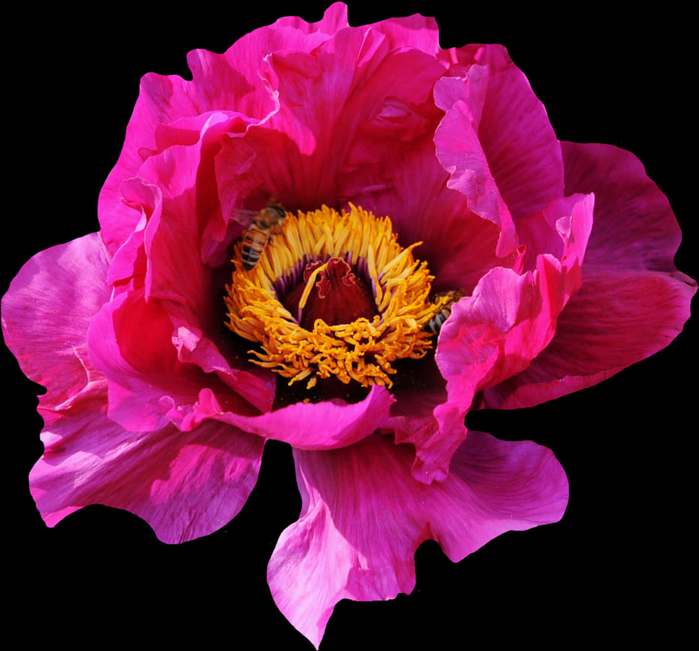 Pink_ Peoni_ na_ Bee.JPG Picha ya Ukuta