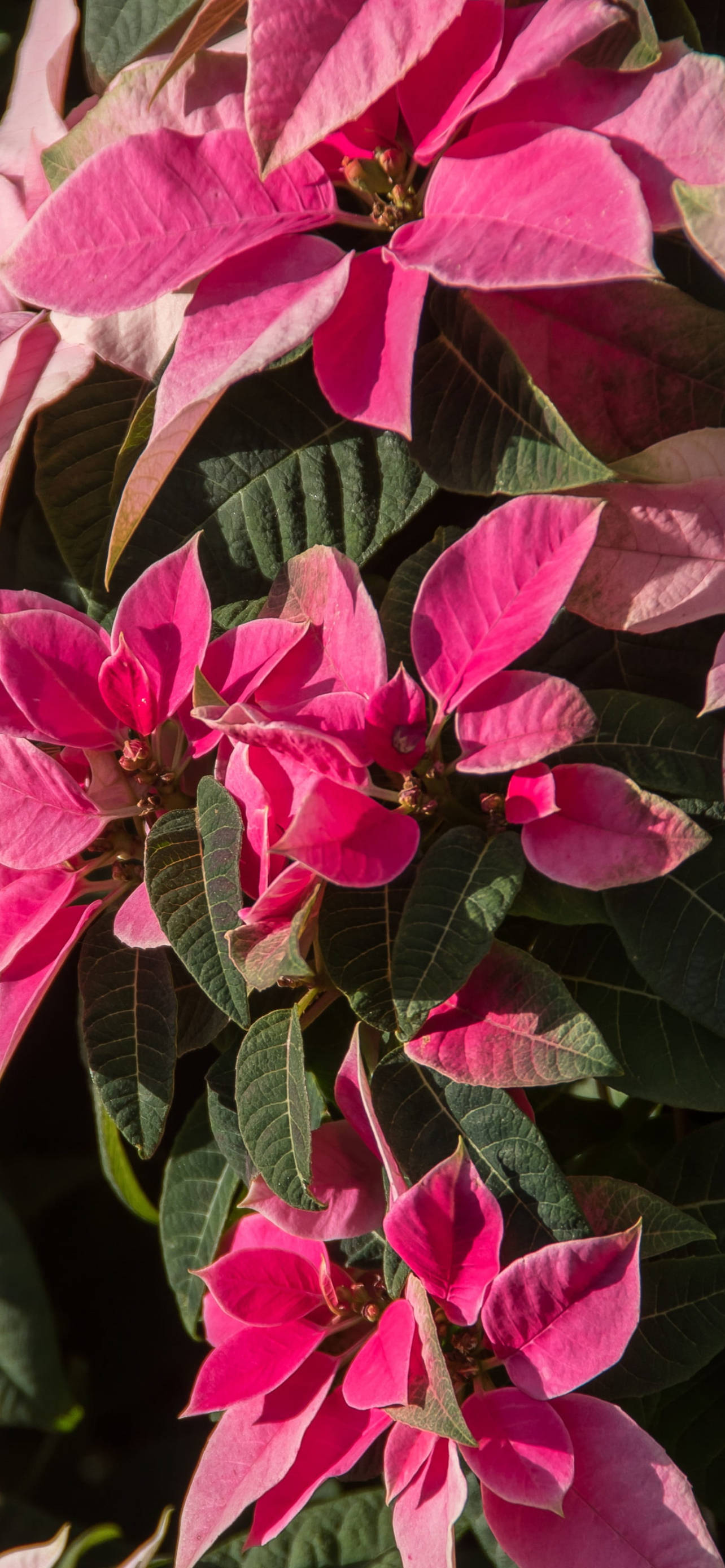 Pink Poinsettia HD Picha ya Ukuta