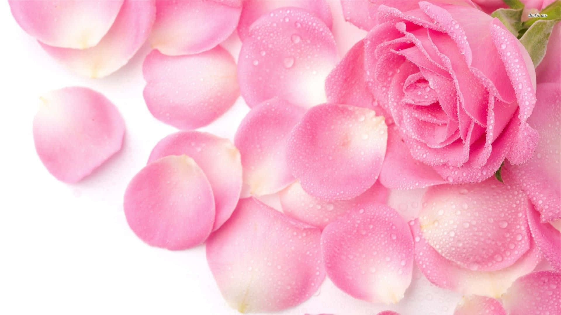 Pink Roses Zilizopaswa Petali Nyuma Picha ya Ukuta
