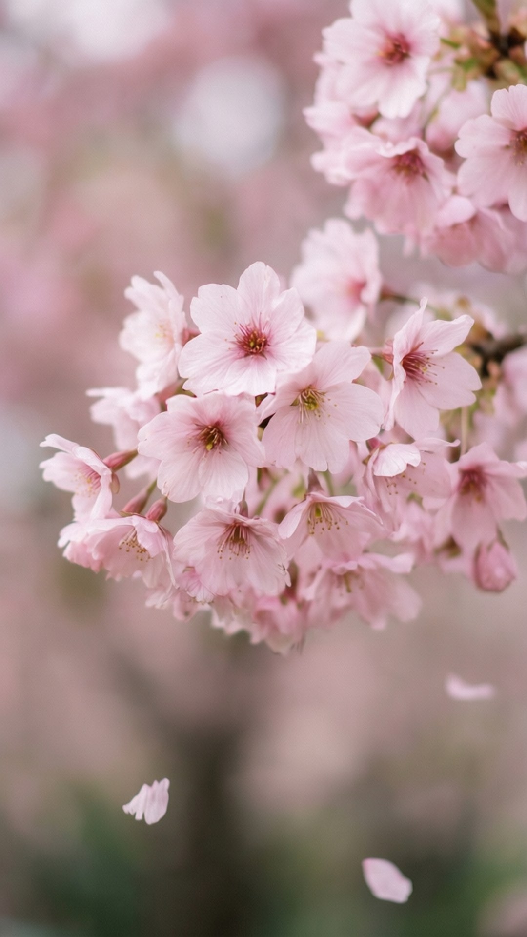 Pink ya Maua ya Cherry Picha ya Ukuta