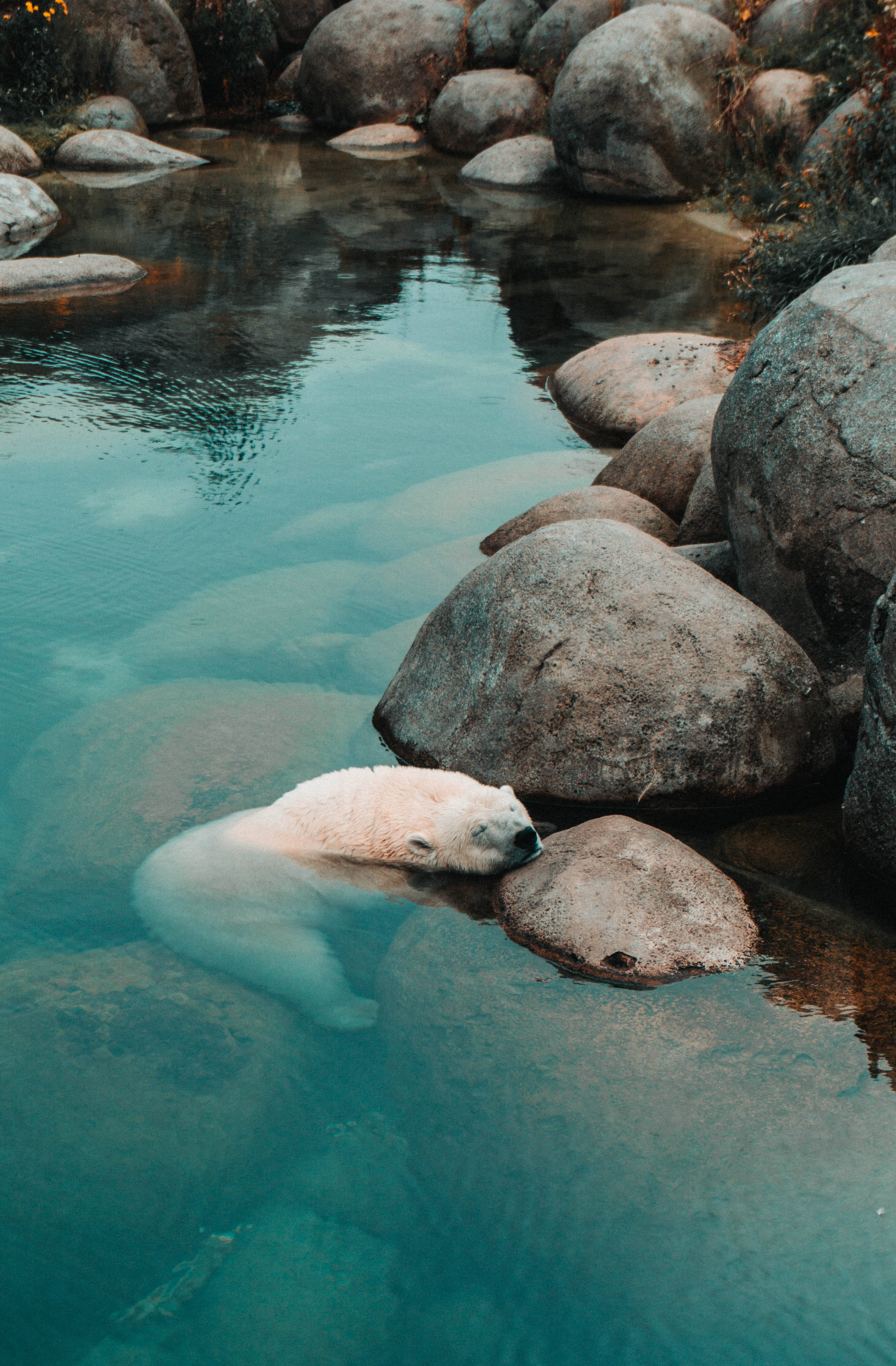 Polar Bear Anayeweka kwenye Mwamba Mkubwa Picha ya Ukuta
