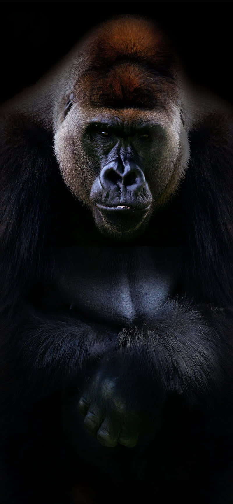 Portrait Professional Best Gorilla Background Picha ya Ukuta