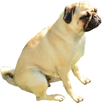 Pug Dog Inasema Akili Nyeusi Picha ya Ukuta
