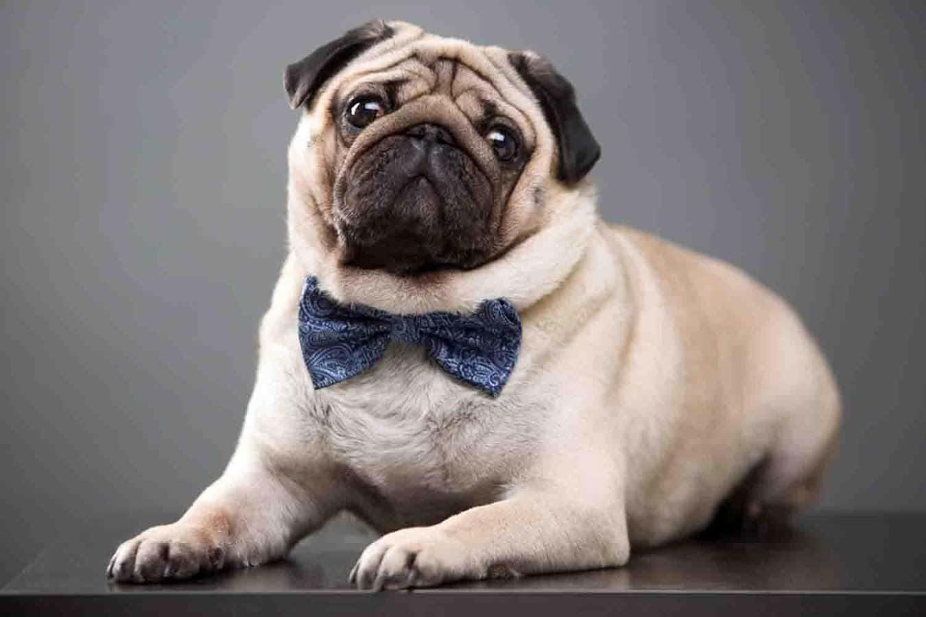 Pug Mzuri Amevaa Tai Picha ya Ukuta