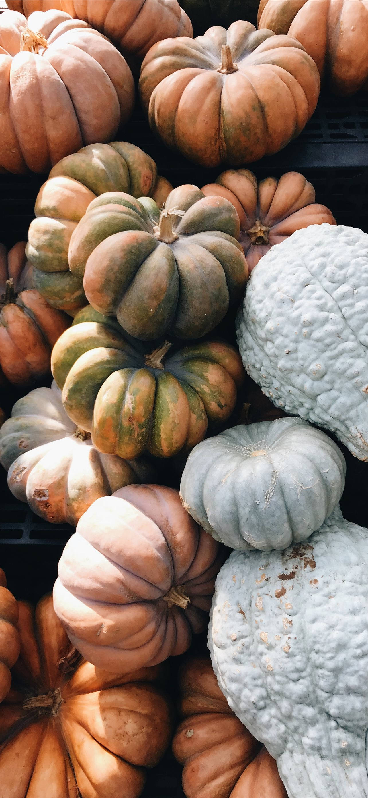 Pumpkins In Different Colors Thanksgiving iPhone Picha ya Ukuta