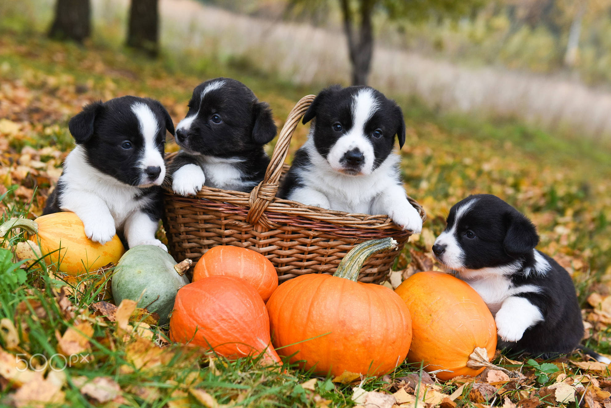 Puppies wa Halloween Wanaozesha Siku Katika Park Picha ya Ukuta