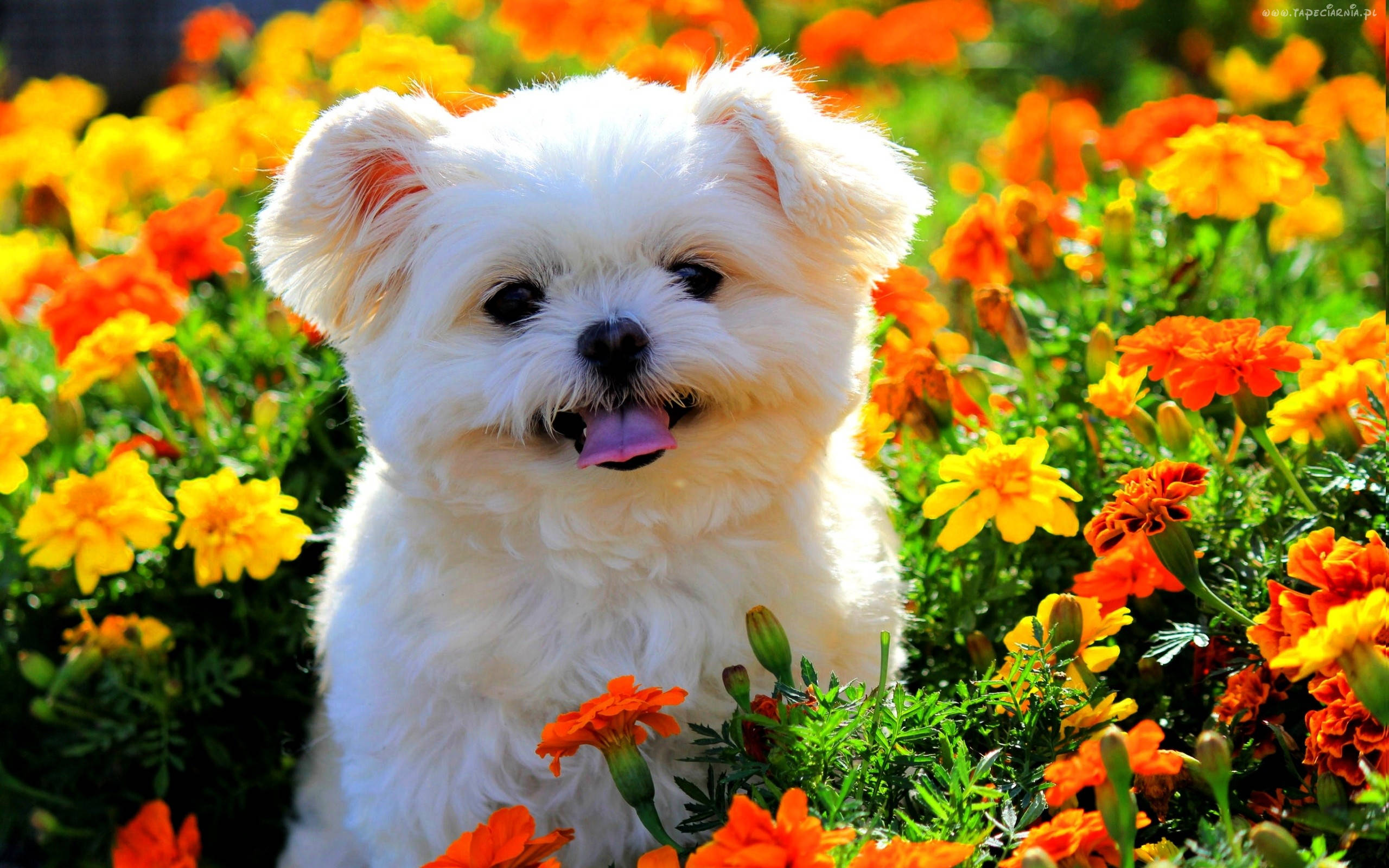 Puppy Mdogo wa Spring na Mafura Picha ya Ukuta