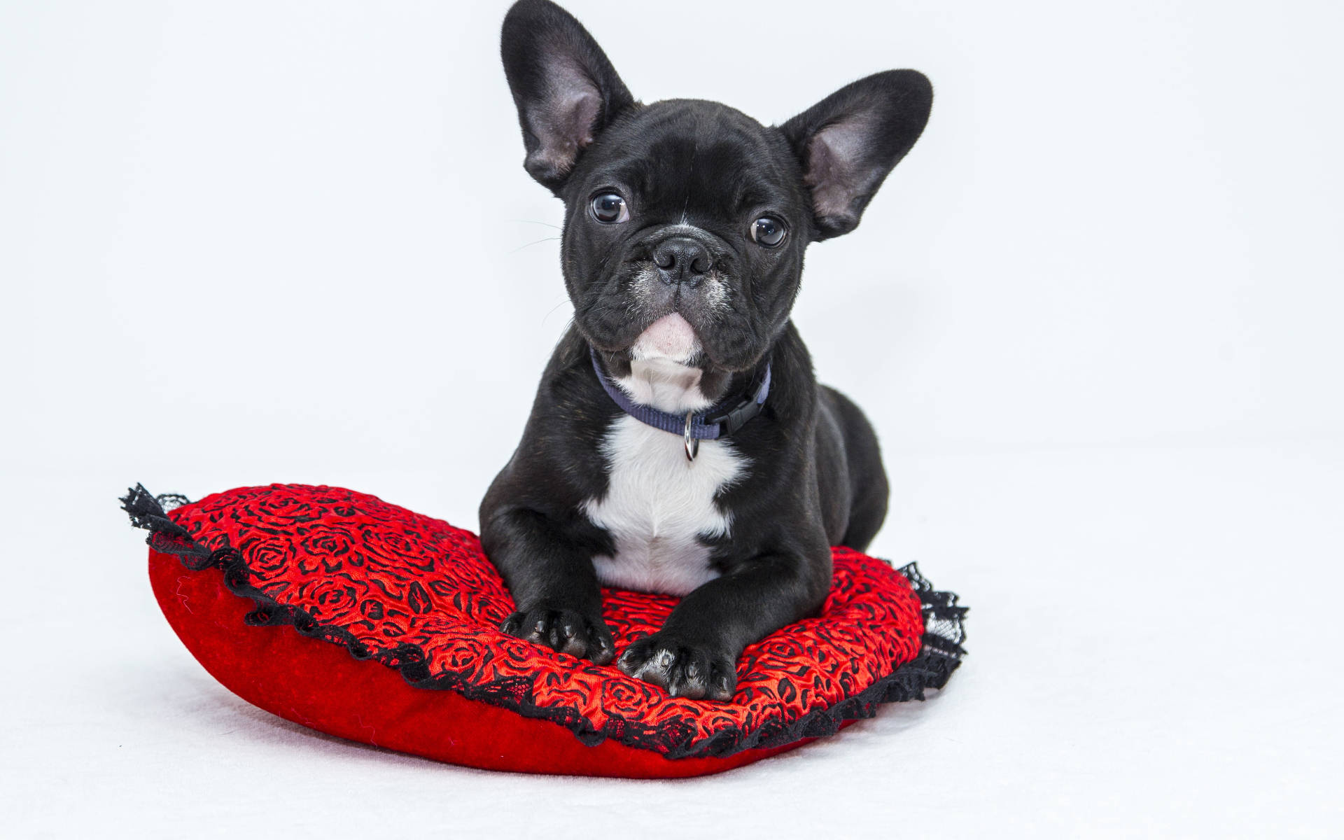 Puppy Mweusi Mzuri Picha ya Ukuta