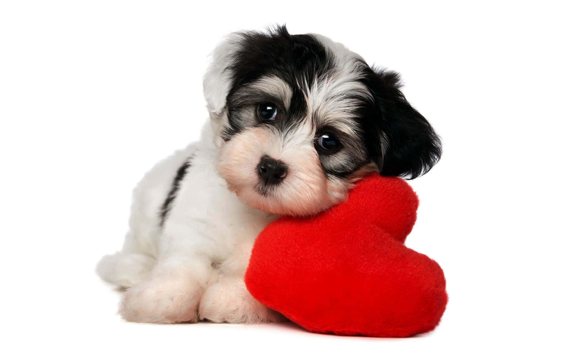 puppy mweusi na mweupe akikunja mto wenye umbo la moyo mwekundu Picha ya Ukuta