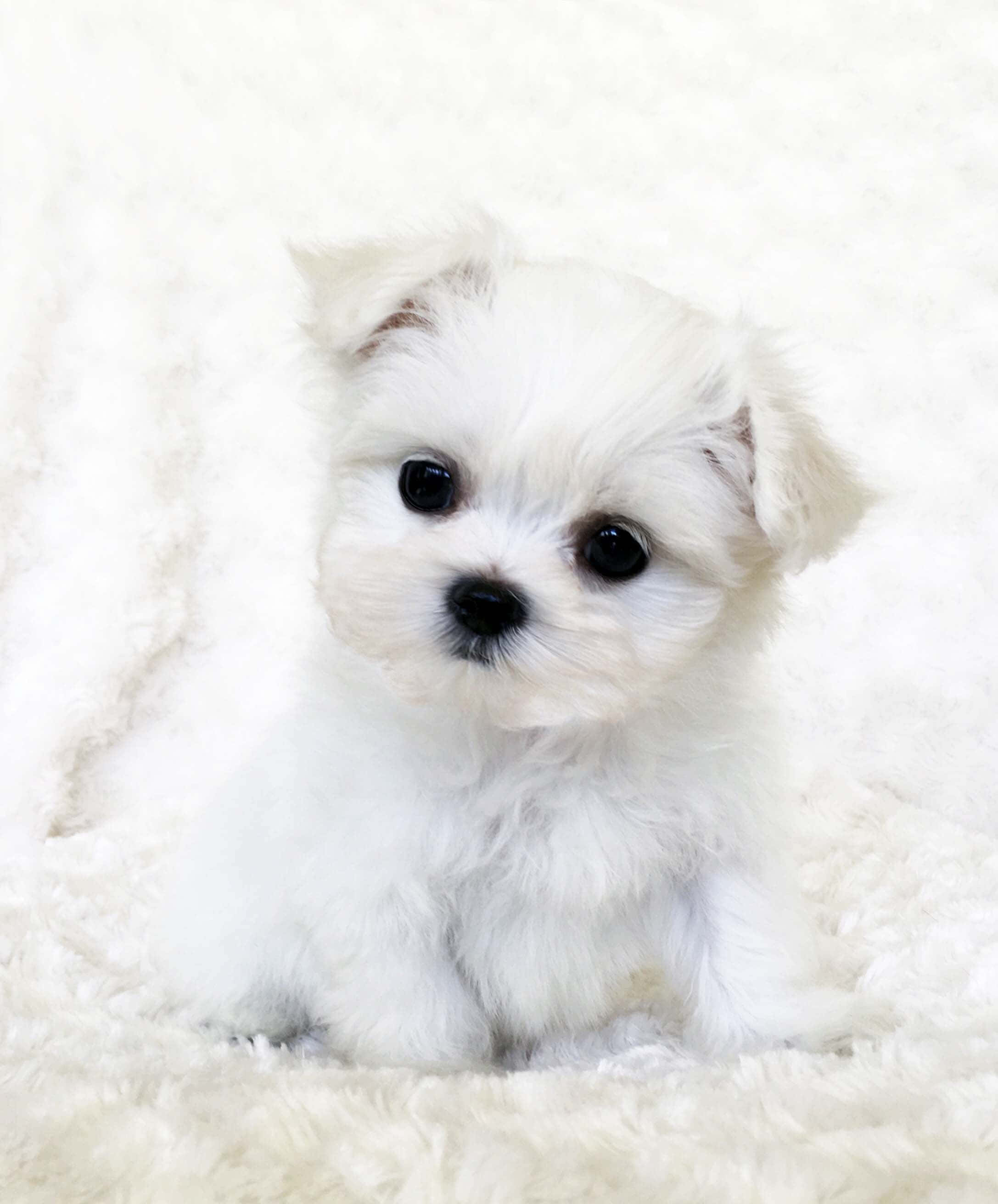 puppy nyeupe mdogo anayekaa kwenye blanketi nyeupe Picha ya Ukuta